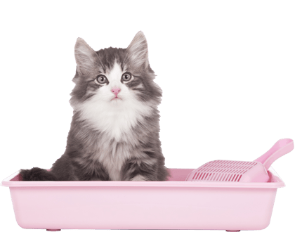 Reflex Aktif Karbon Granüllü Topaklanan Kedi Kumu 10L