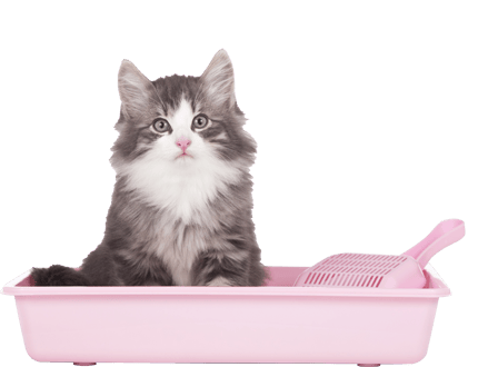 Reflex Aktif Karbon Granüllü Topaklanan Kedi Kumu 10L