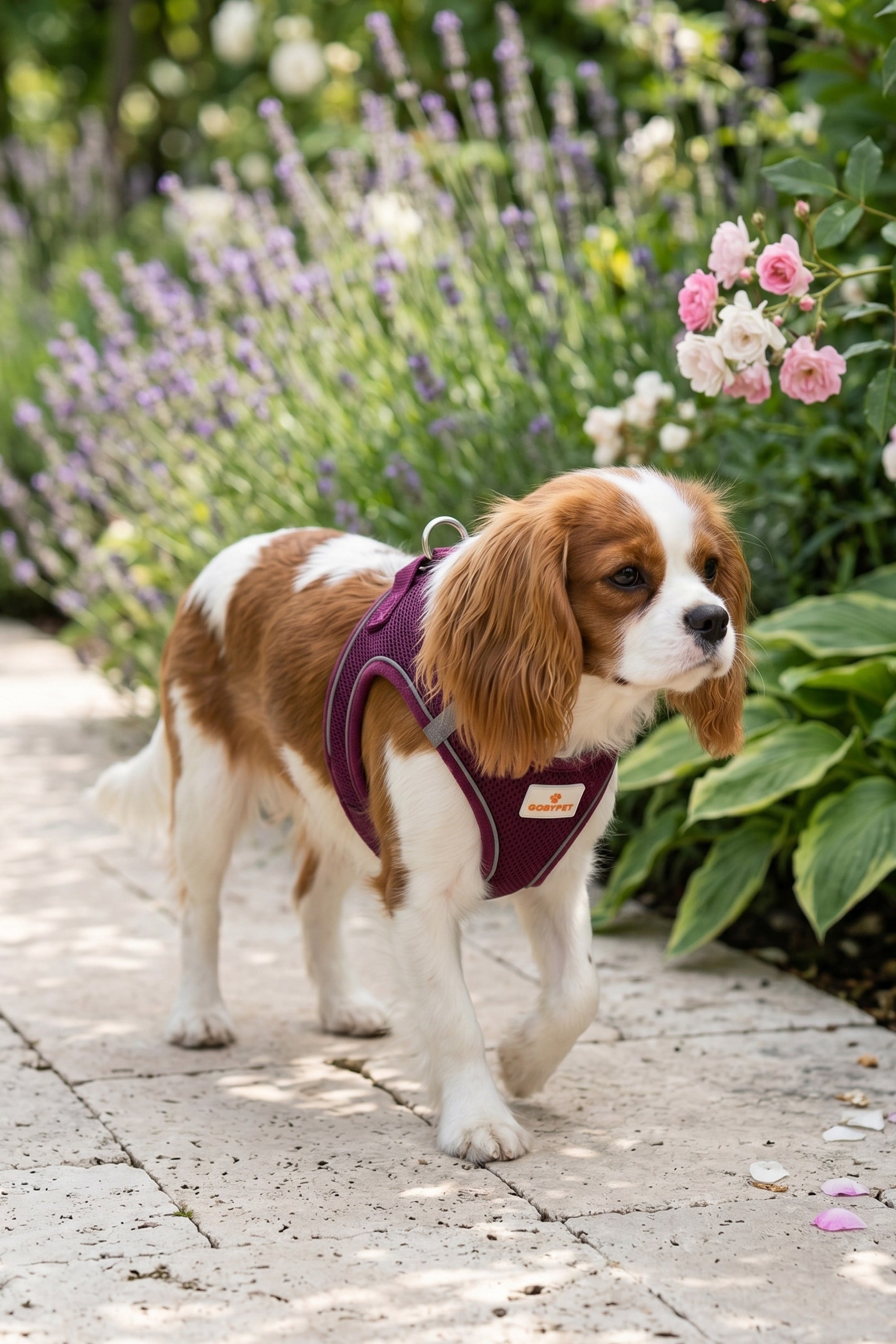 Kediler Ve Köpekler İçin Rahat, Dayanıklı Göğüs Tasması L