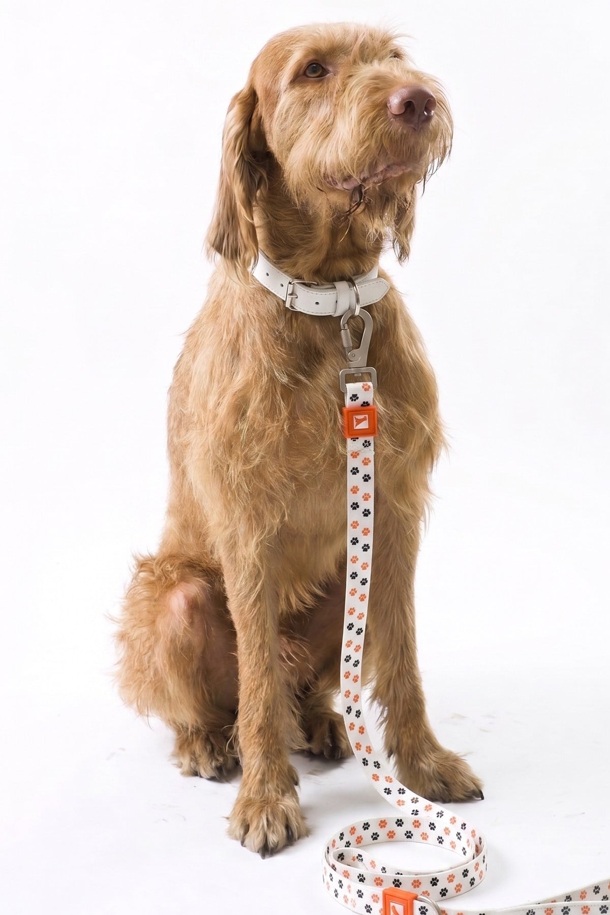 Köpekler İçin Dayanıklı Ve Güvenli, Desenli Gezdirme Tasması ( 25mm )  