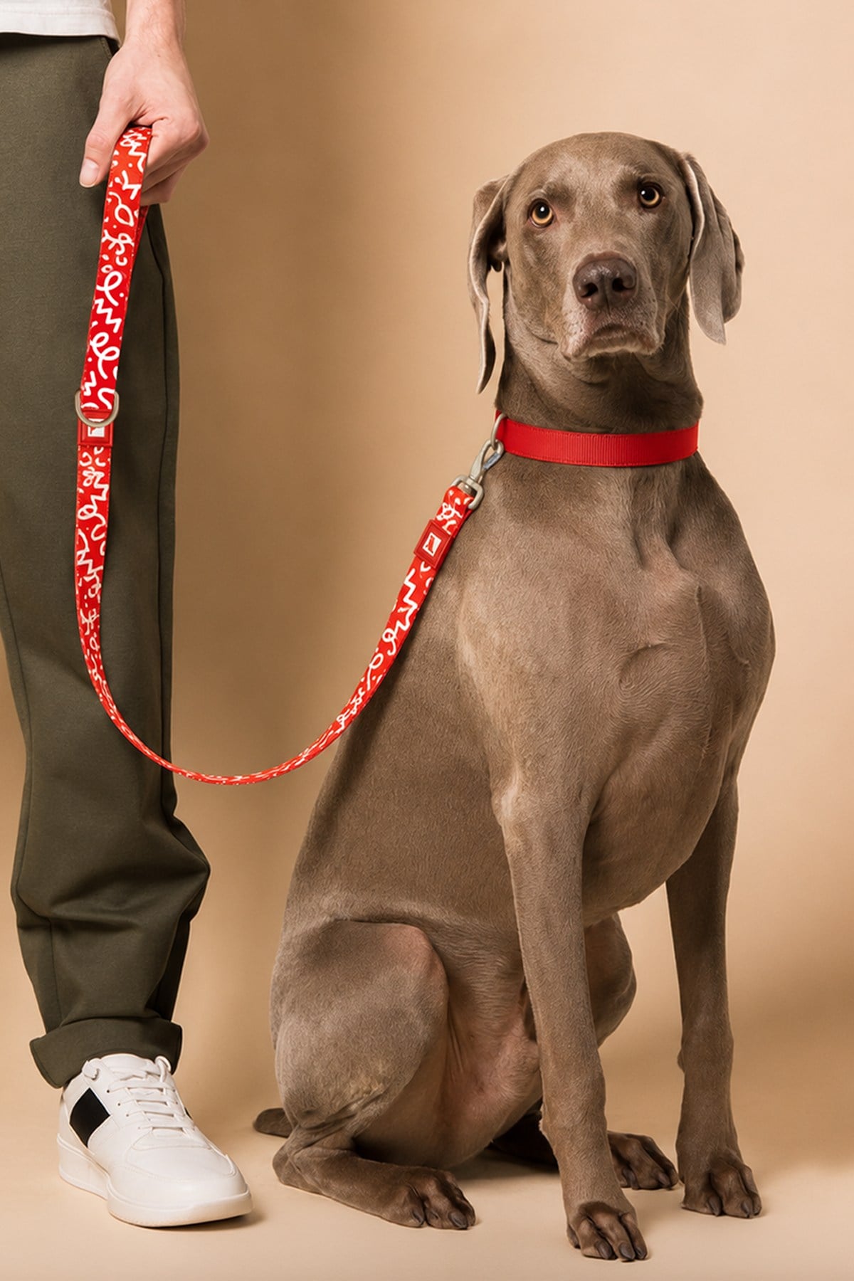 Köpekler İçin Dayanıklı Ve Güvenli, Desenli Gezdirme Tasması ( 25mm )  