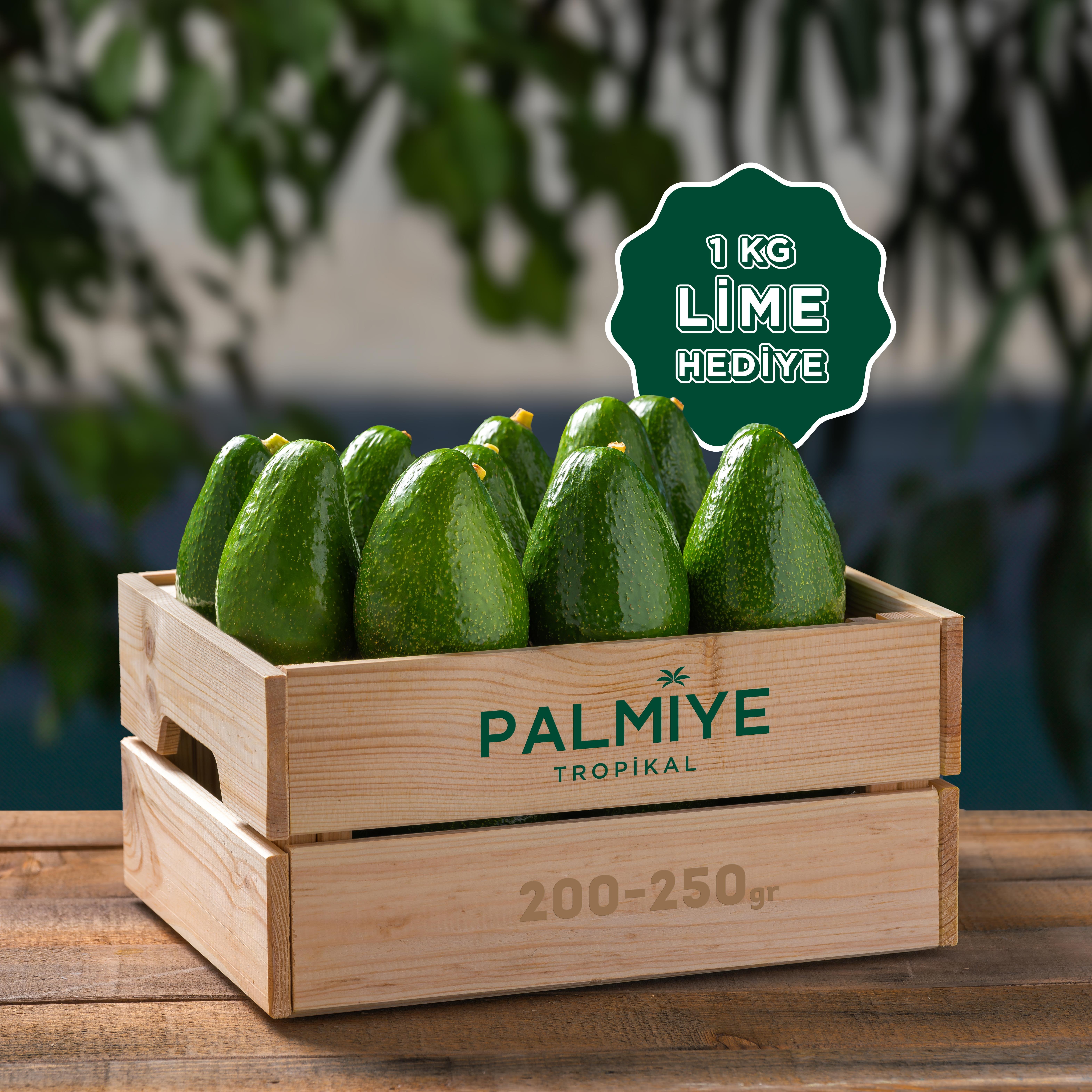 100 Adet 200-250 Gr Fuerte Avokado (1 Kg Lime Hediye!)