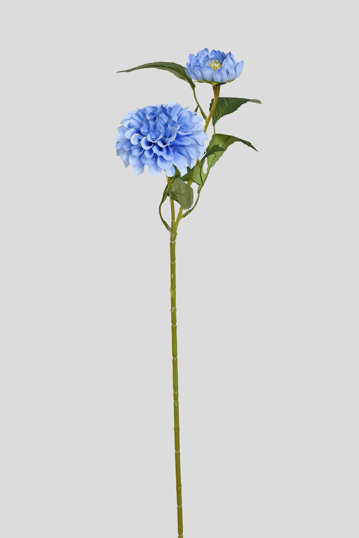 Yapay Mavi İkili Dahlia (yıldız Çiçeği)