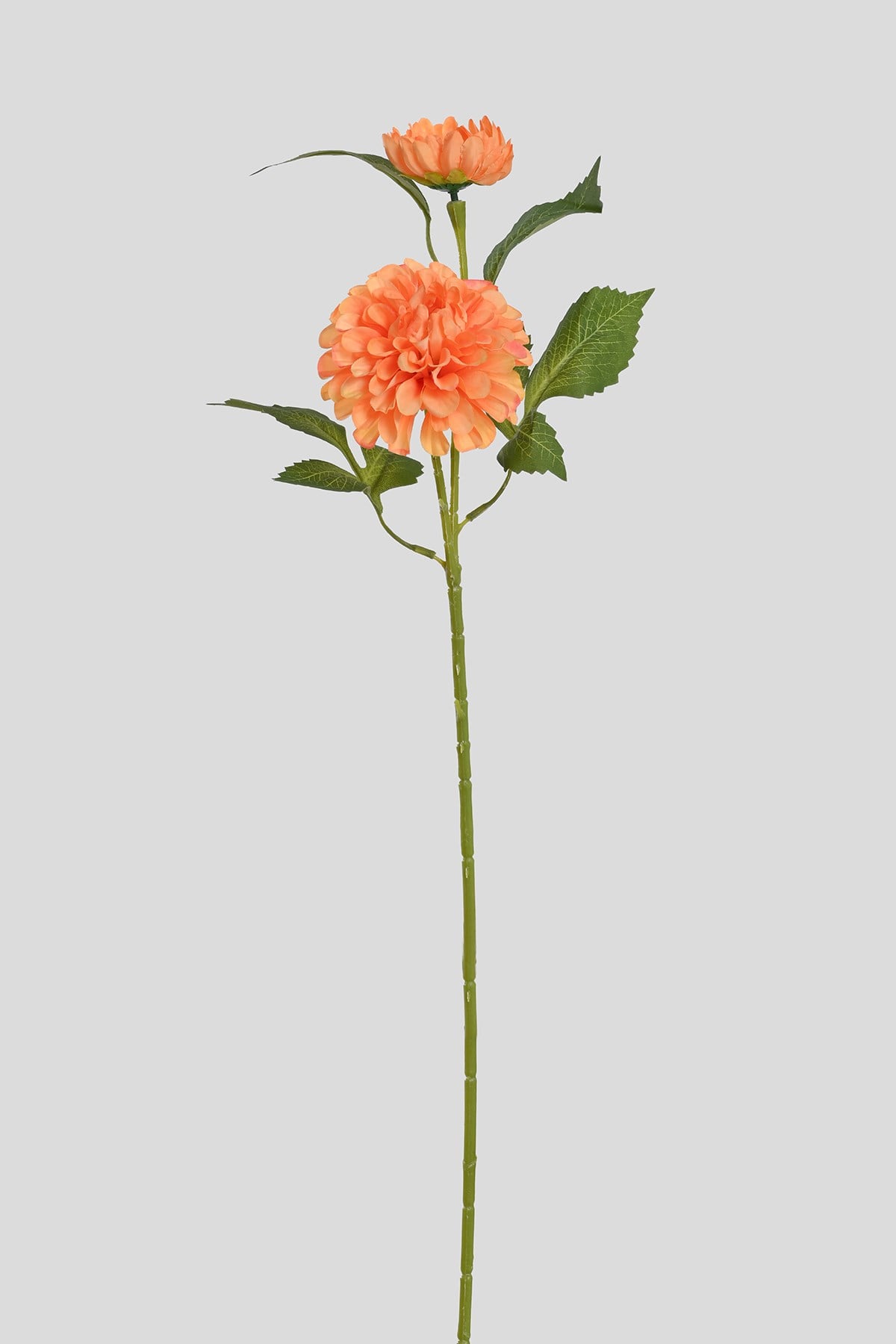 Yapay Turuncu İkili Dahlia (yıldız Çiçeği)