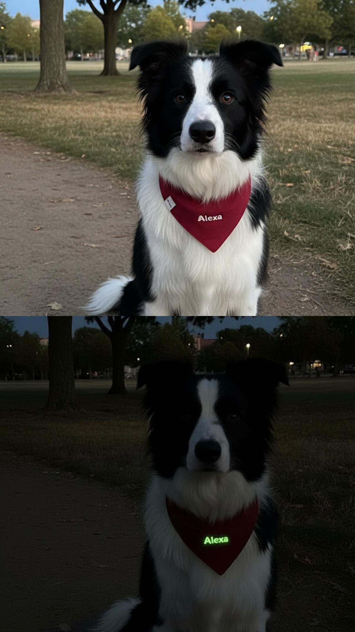 Hold The Light Kişiselleştirilebilir Köpek Bandanası