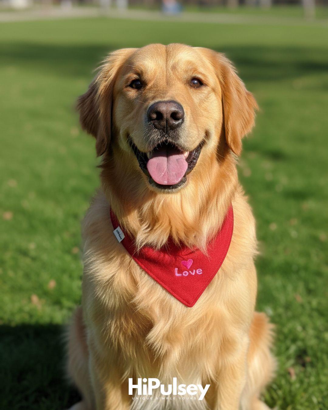 Love Basic Köpek Bandanası