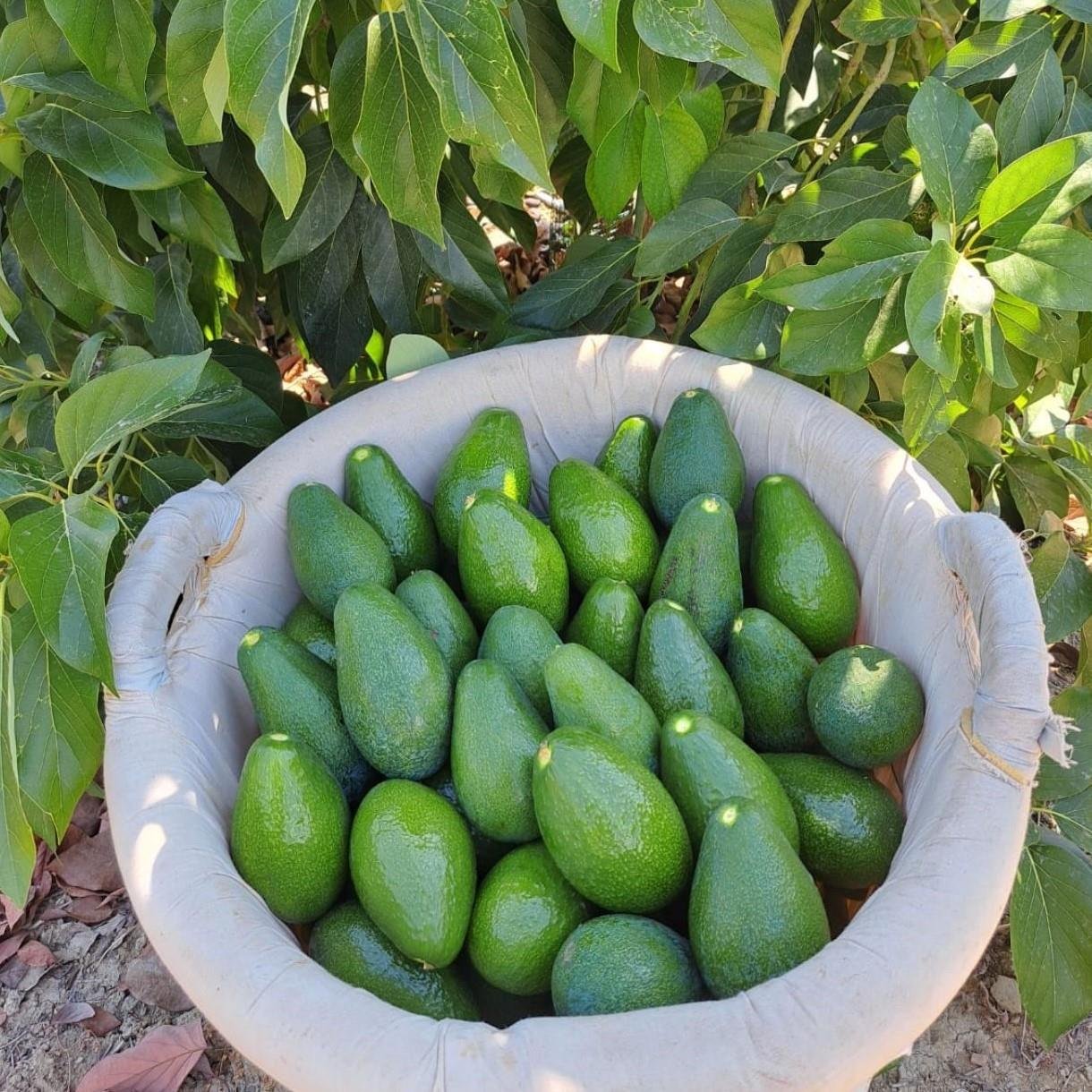 Fuerte Avokado