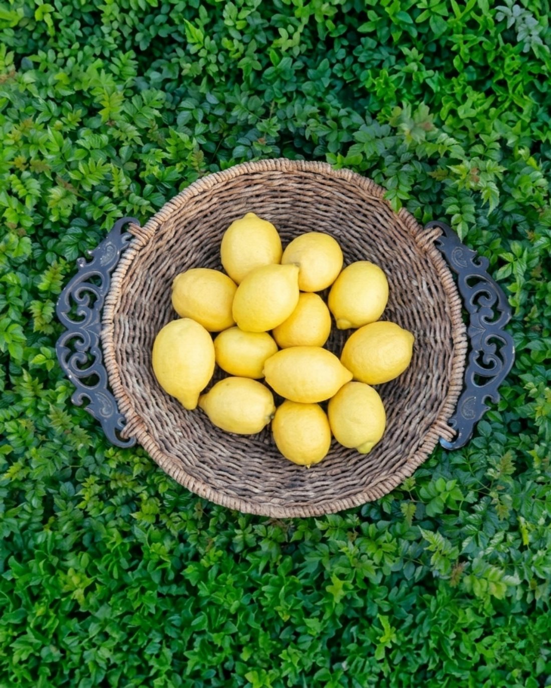 Limon
