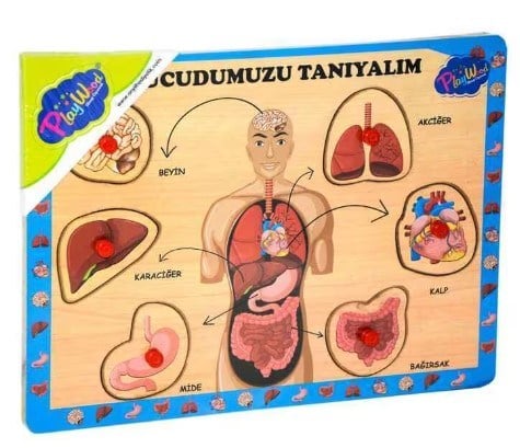 AHŞAP TUTMALI VÜCUDUMUZU TANIYALIM