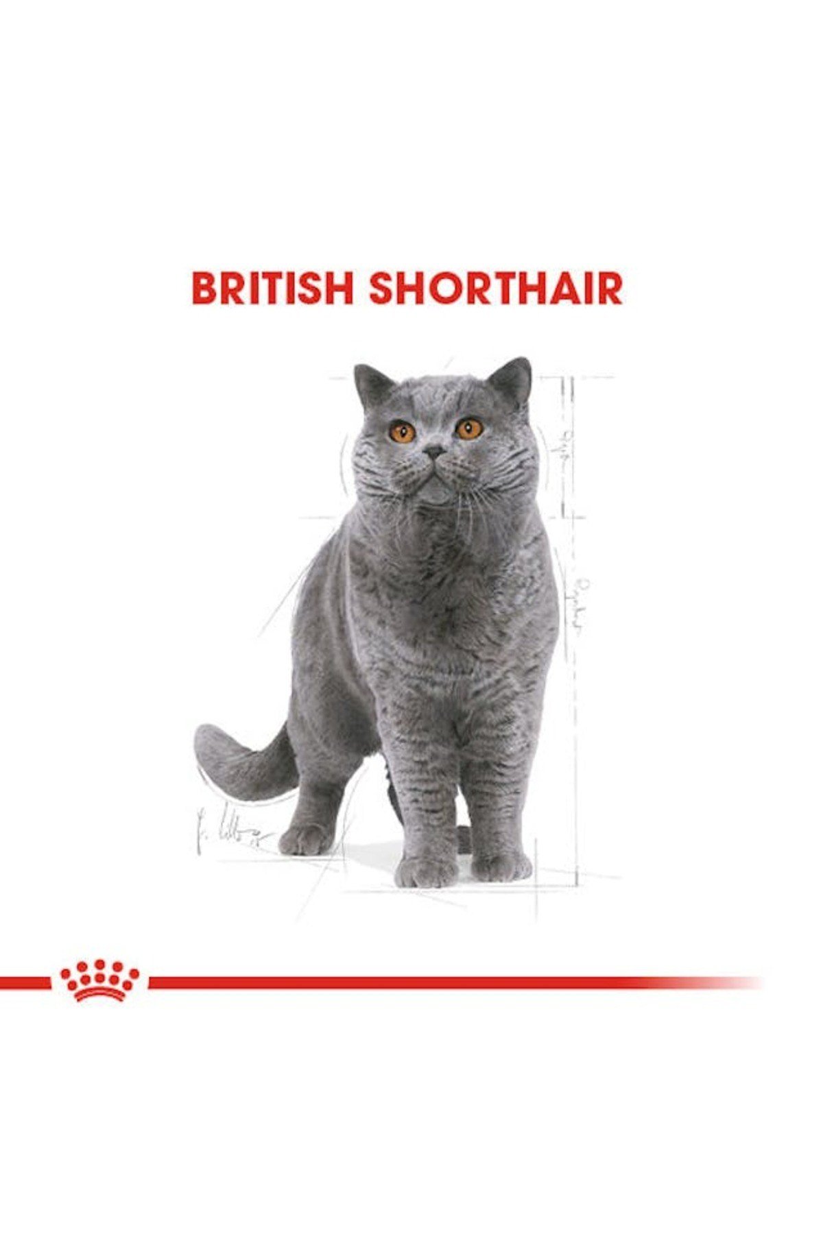 British Shorthair Adult Kedi Kuru Maması 2 Kg