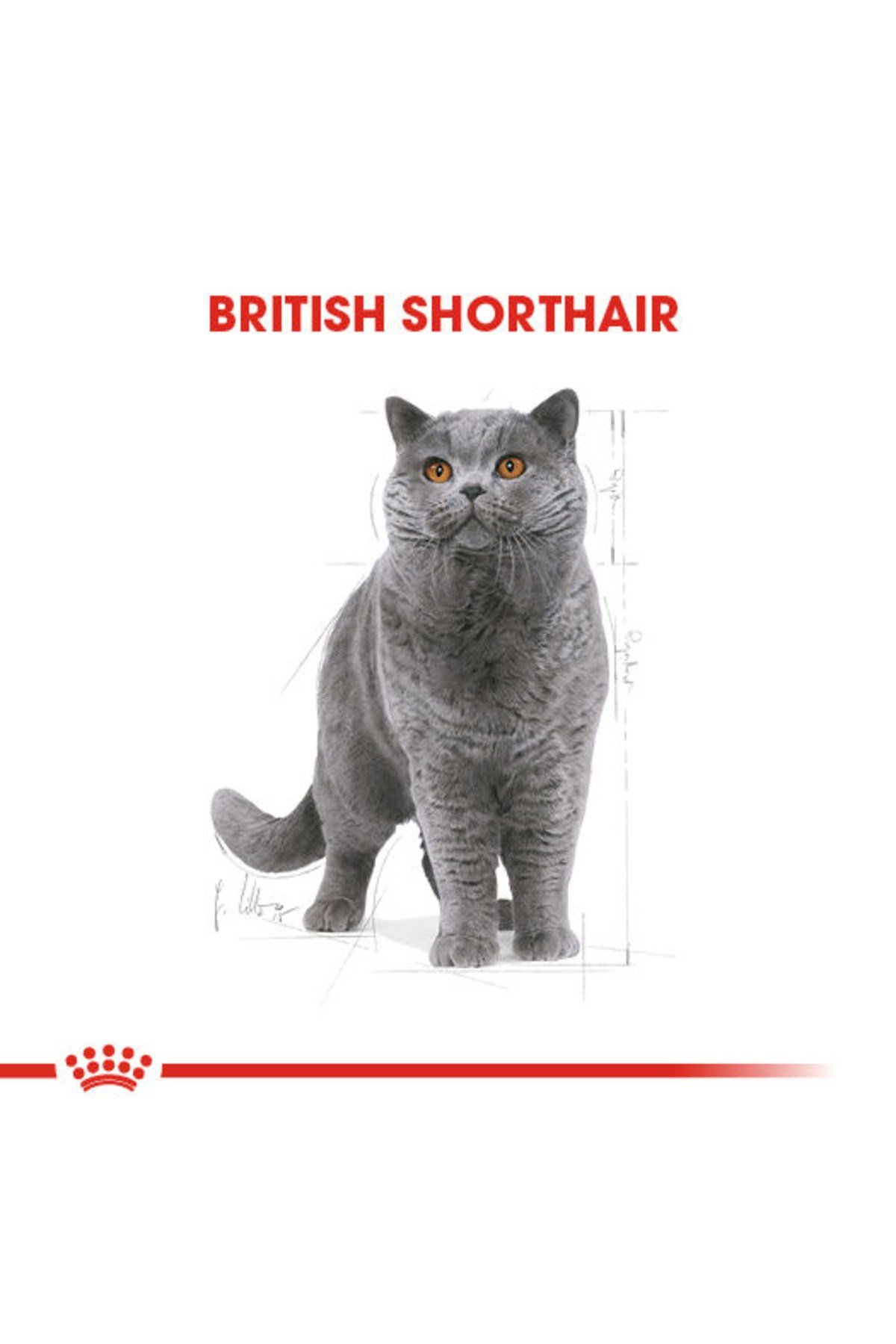 British Shorthair Adult Yetişkin Kedi Maması 400 Gr