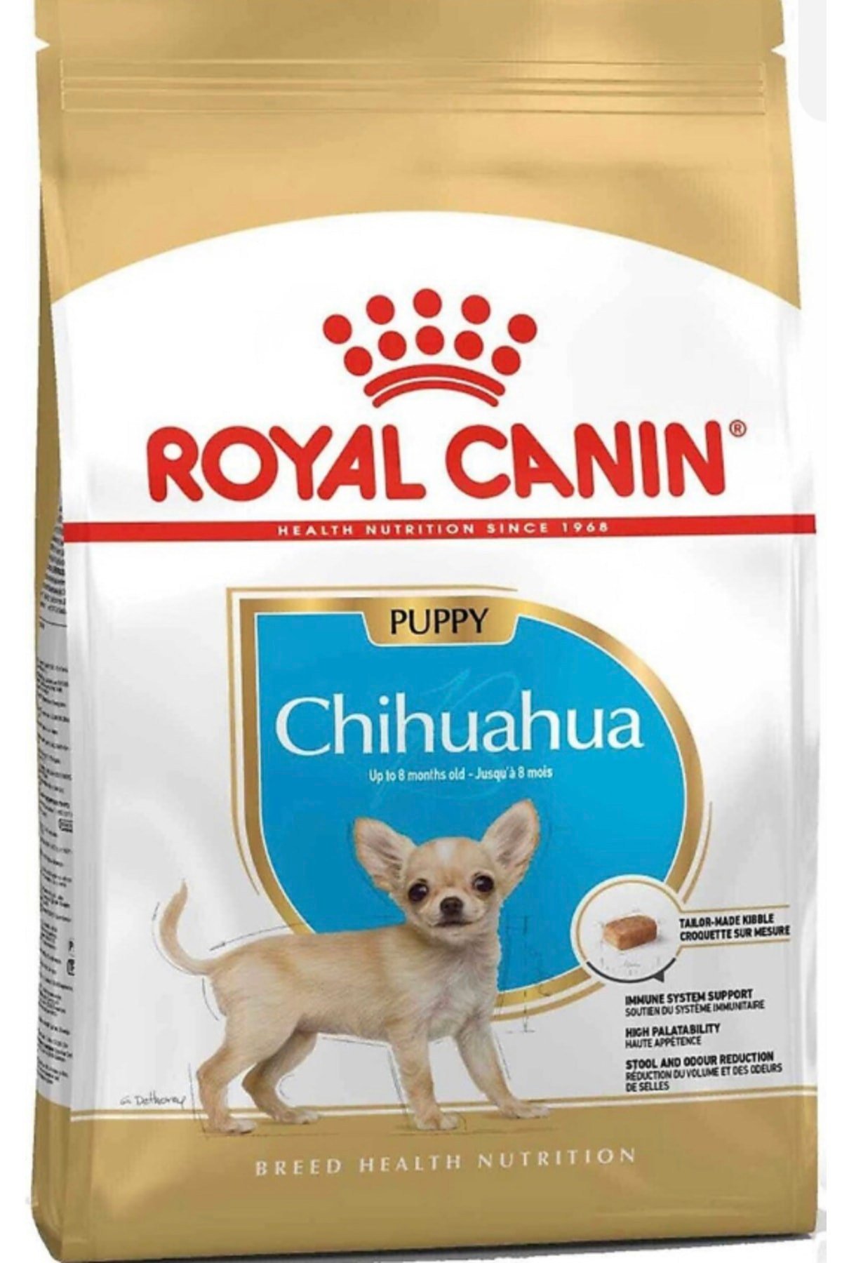 Chihuahua Puppy 1.5 Kg
