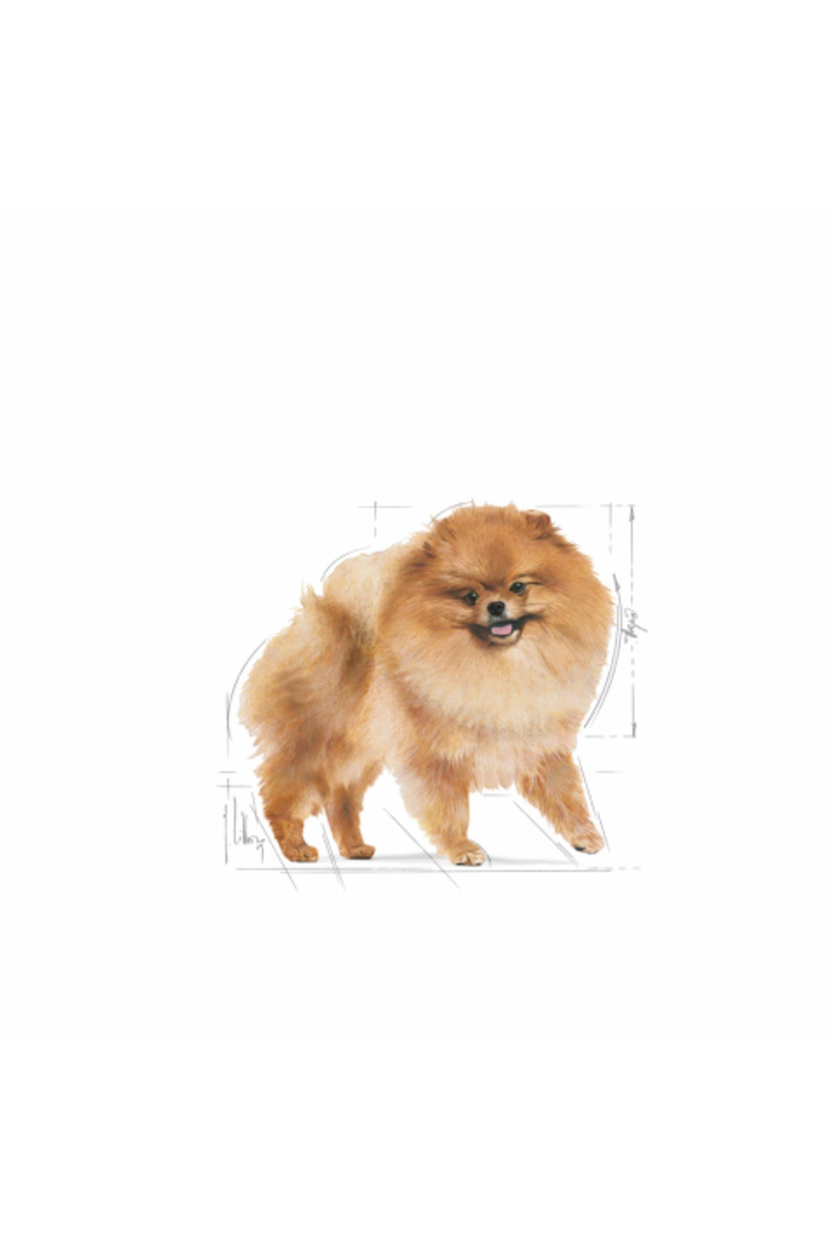 Köpek Mama Pomeranian Köpek Konserve 12X85GR