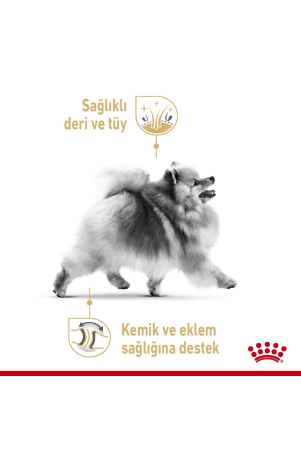 Köpek Mama Pomeranian Köpek Konserve 12X85GR