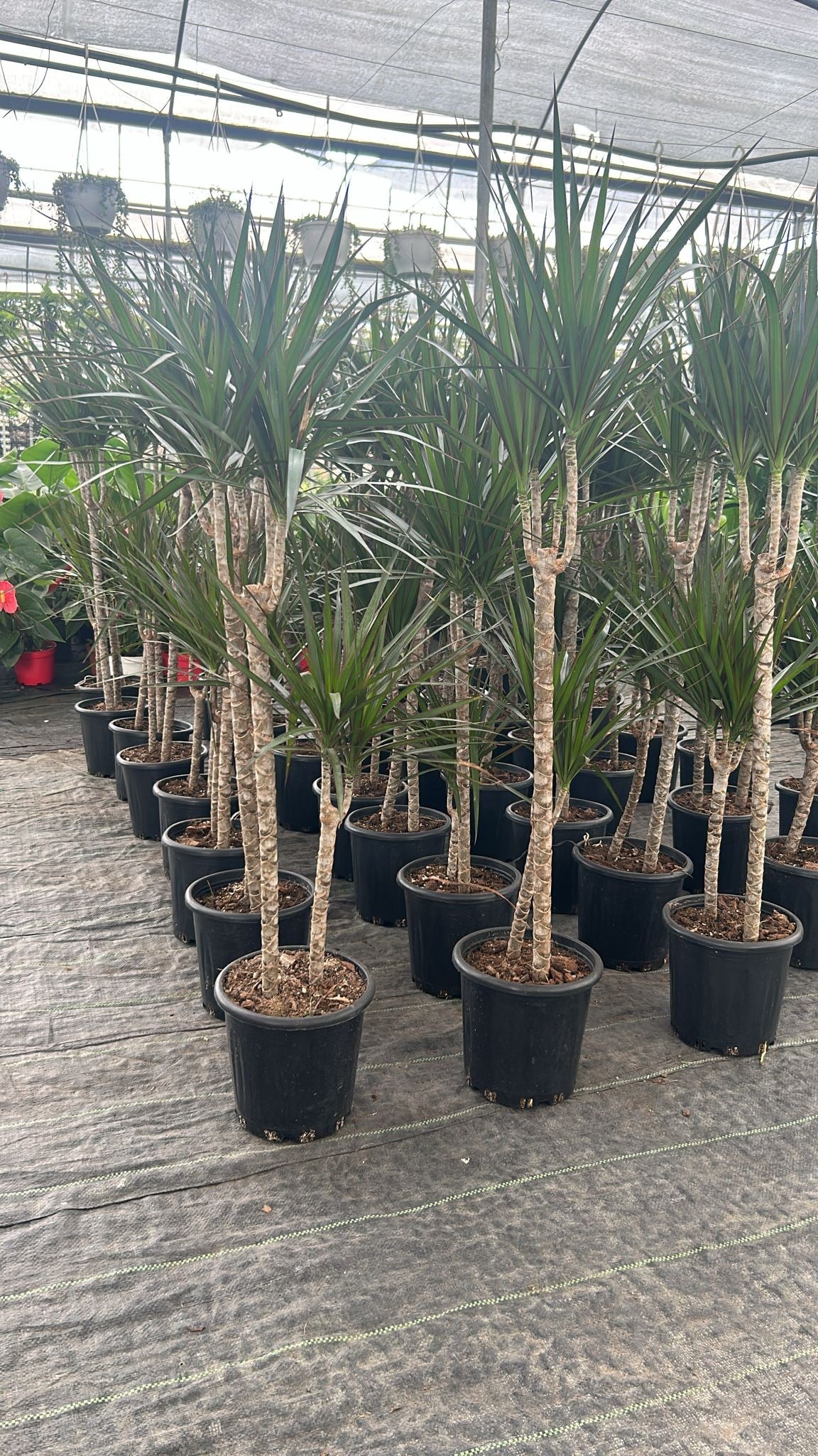 🌿Bereket ve Şıklık Paketi | 2 Köklü Marginata(120-130Cm) + 2 Hediye Bitki🌿