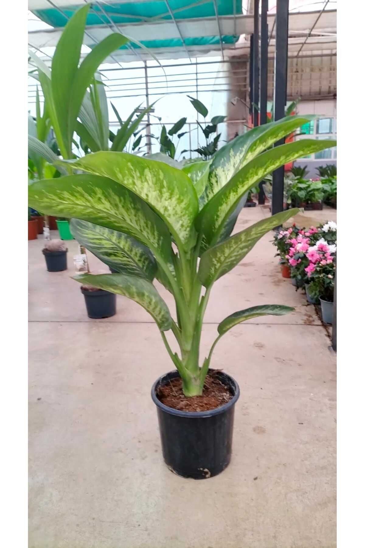 🌿 Difembahya Salon Bitkisi 70-90 cm – Canlı, Hava Temizleyici, Dekoratif Ev Bitkisi 🌿