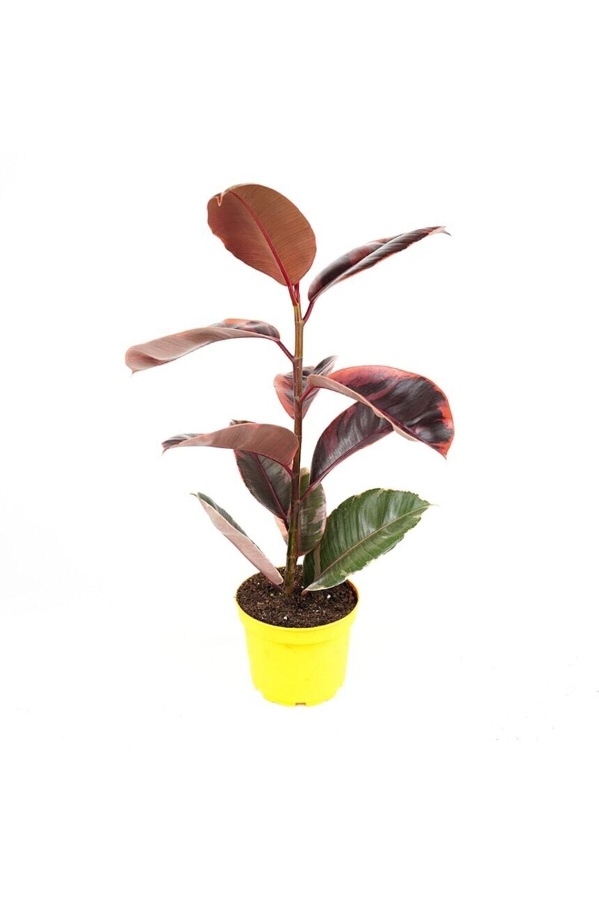 - Ficus Elastica Belize - Pembe Alacalı Kauçuk Çiçeği - Ev Ofis Salon Iç Mekan Bitkisi