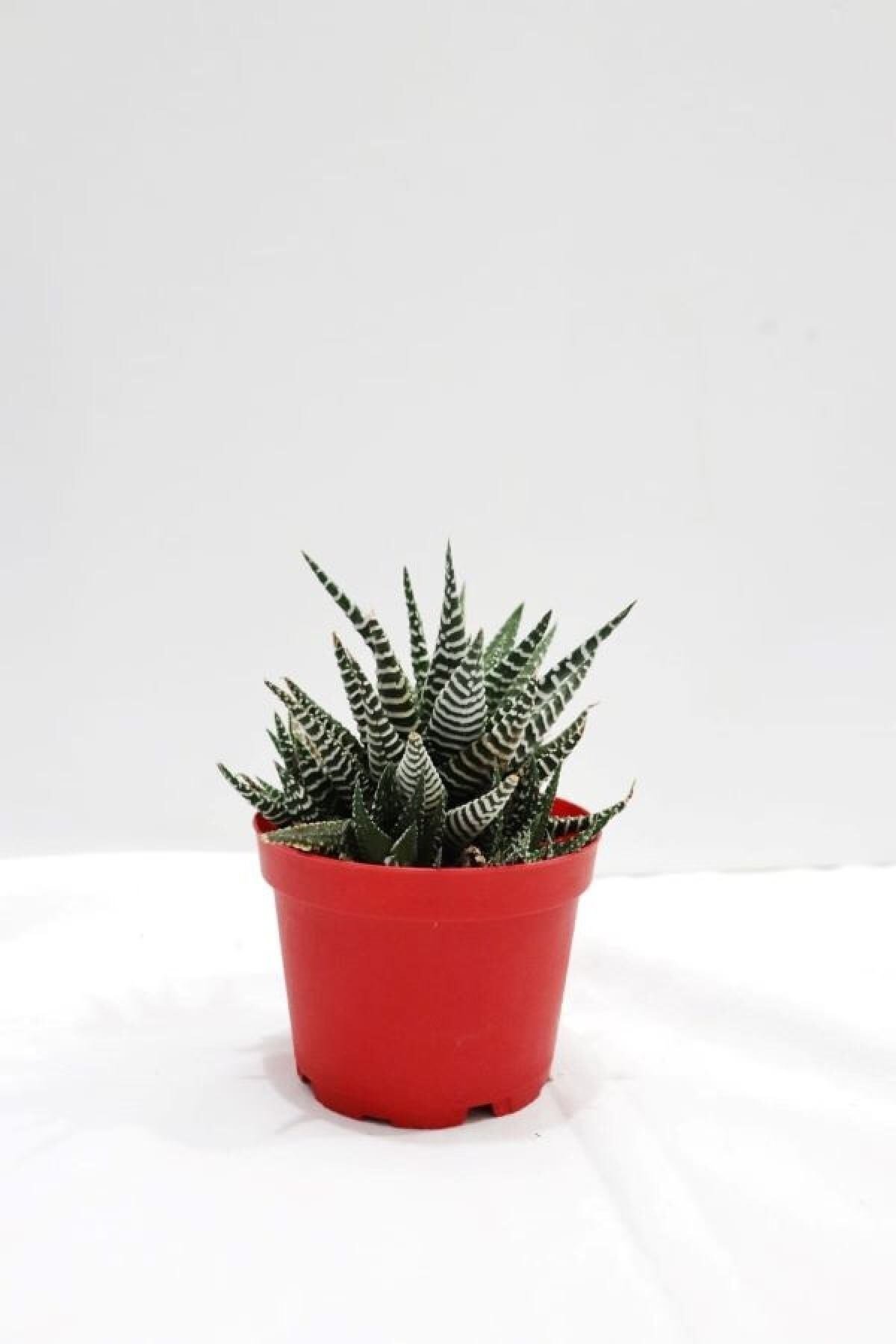 -haworthia Zebra