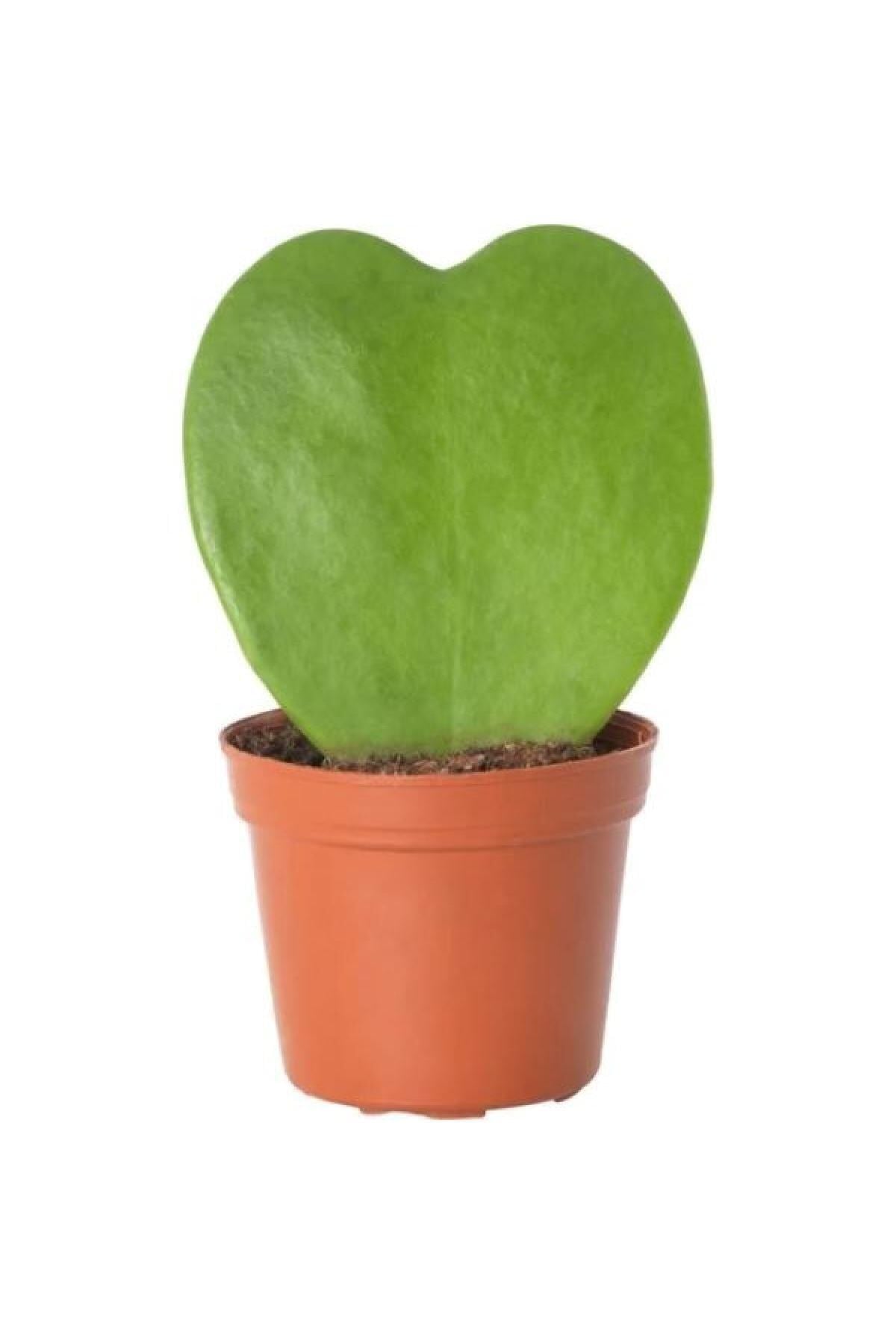 -hoya Kerrii