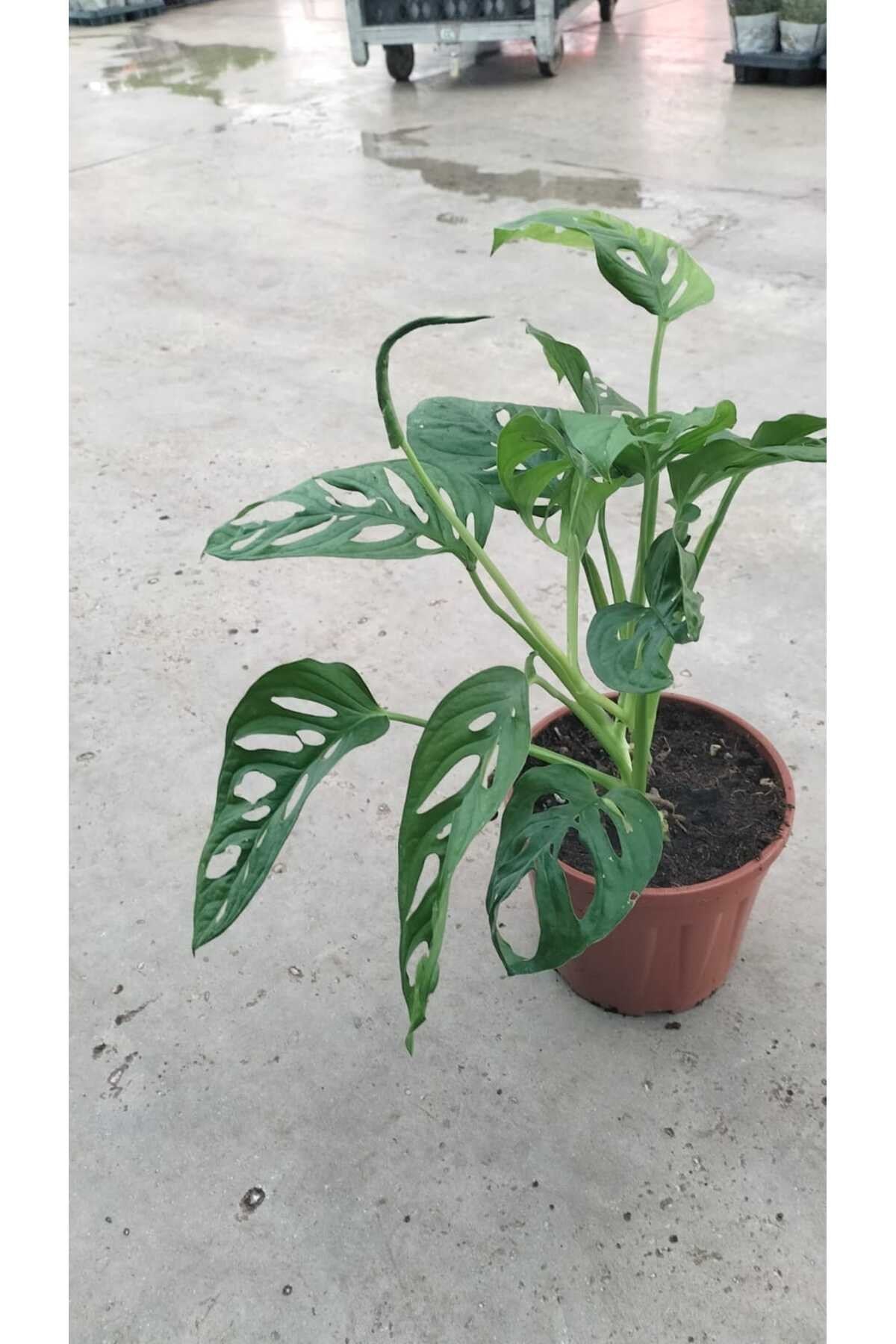 🌿 Monstera Monkey Mask (Deve Tabanı) 25-50 cm – Canlı, Dekoratif, Hava Temizleyen Bitki 🌿