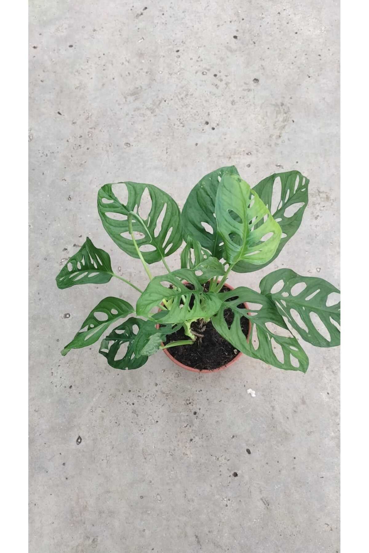 🌿 Monstera Monkey Mask (Deve Tabanı) 25-50 cm – Canlı, Dekoratif, Hava Temizleyen Bitki 🌿