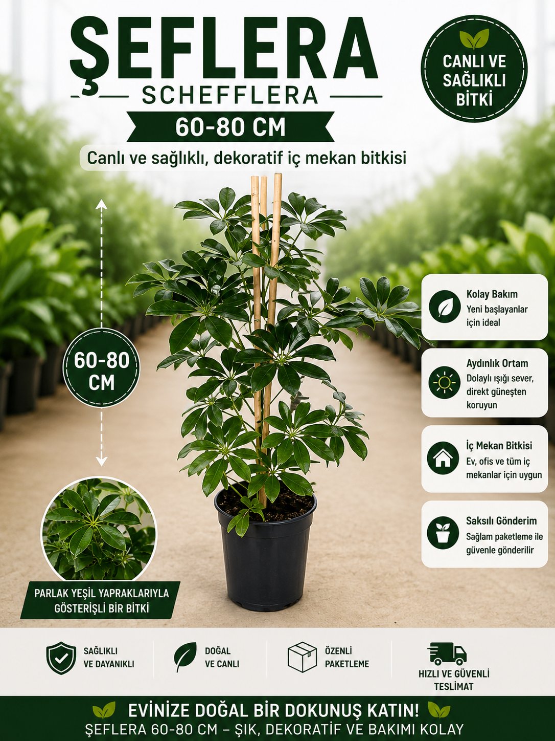 🌿 Tek Gövdeli Şeflera 60-80 cm Canlı Salon Bitkisi | Bakımı Kolay Dekoratif Çiçek