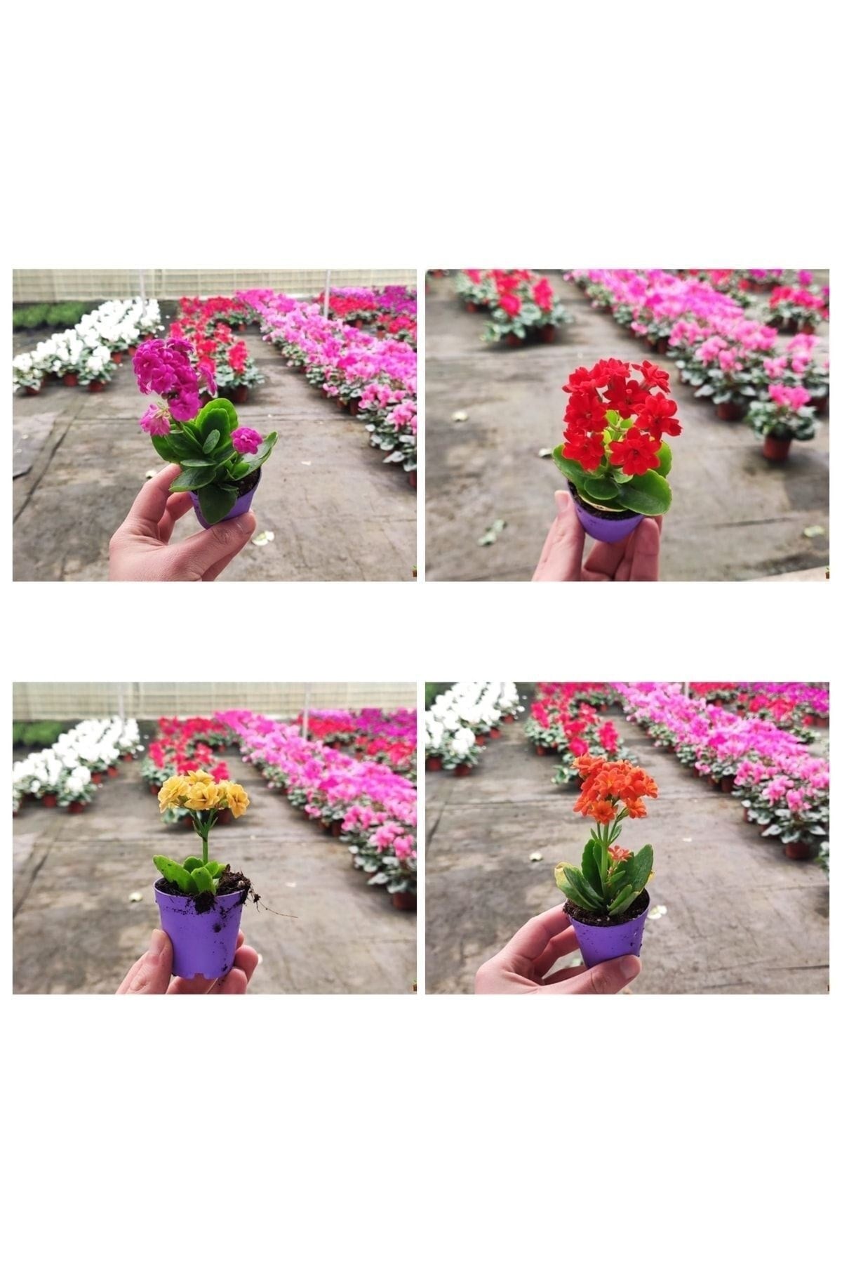10 Adet Mezarlığa Uygun Kabir Tipi karışık renklerde Kalanşo Fidesi kalanchoe