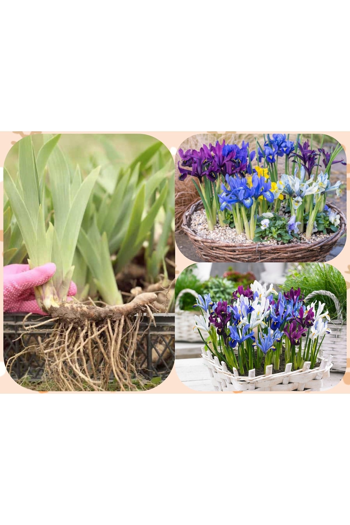 10 adet saksılık iris süsen soğanı Germany İris