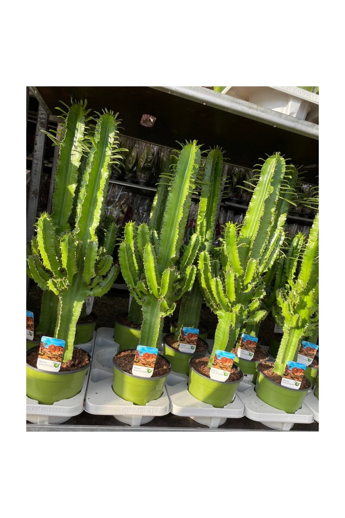 100-120 Cm Euphorbia Ingens
