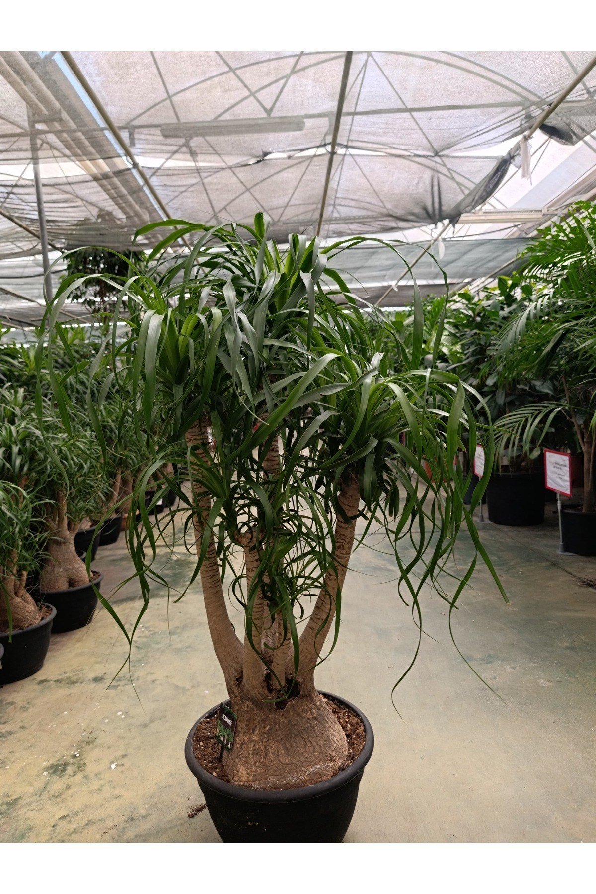 100 cm Beaucarnea Guatemalensis Bitkisi