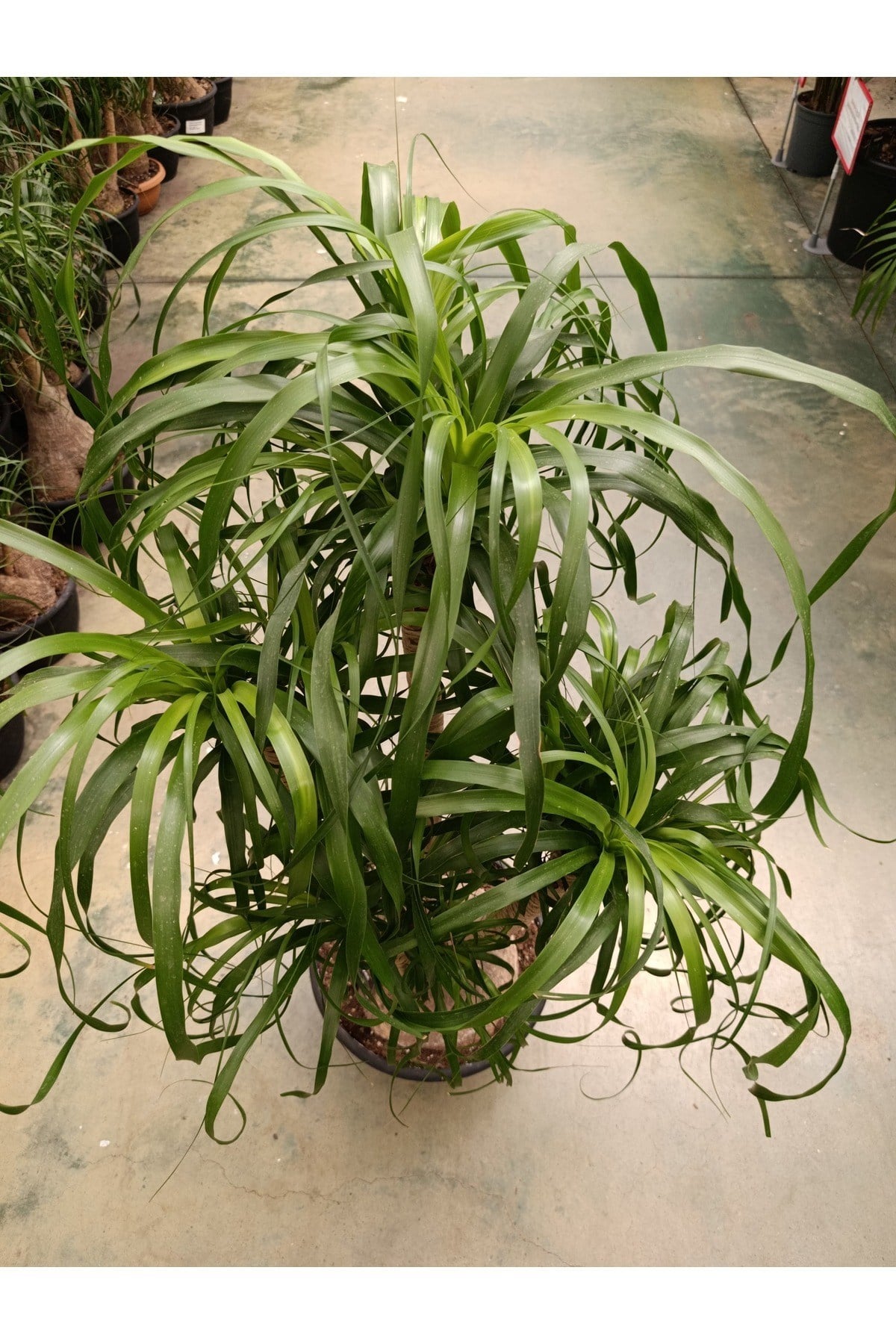 100 cm Beaucarnea Guatemalensis Bitkisi