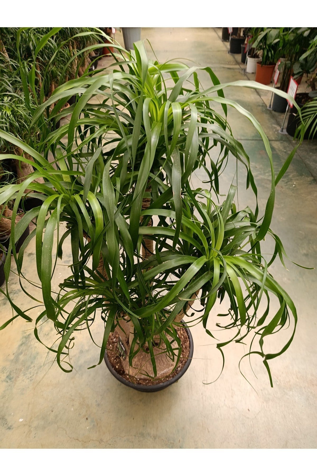 100 cm Beaucarnea Guatemalensis Bitkisi