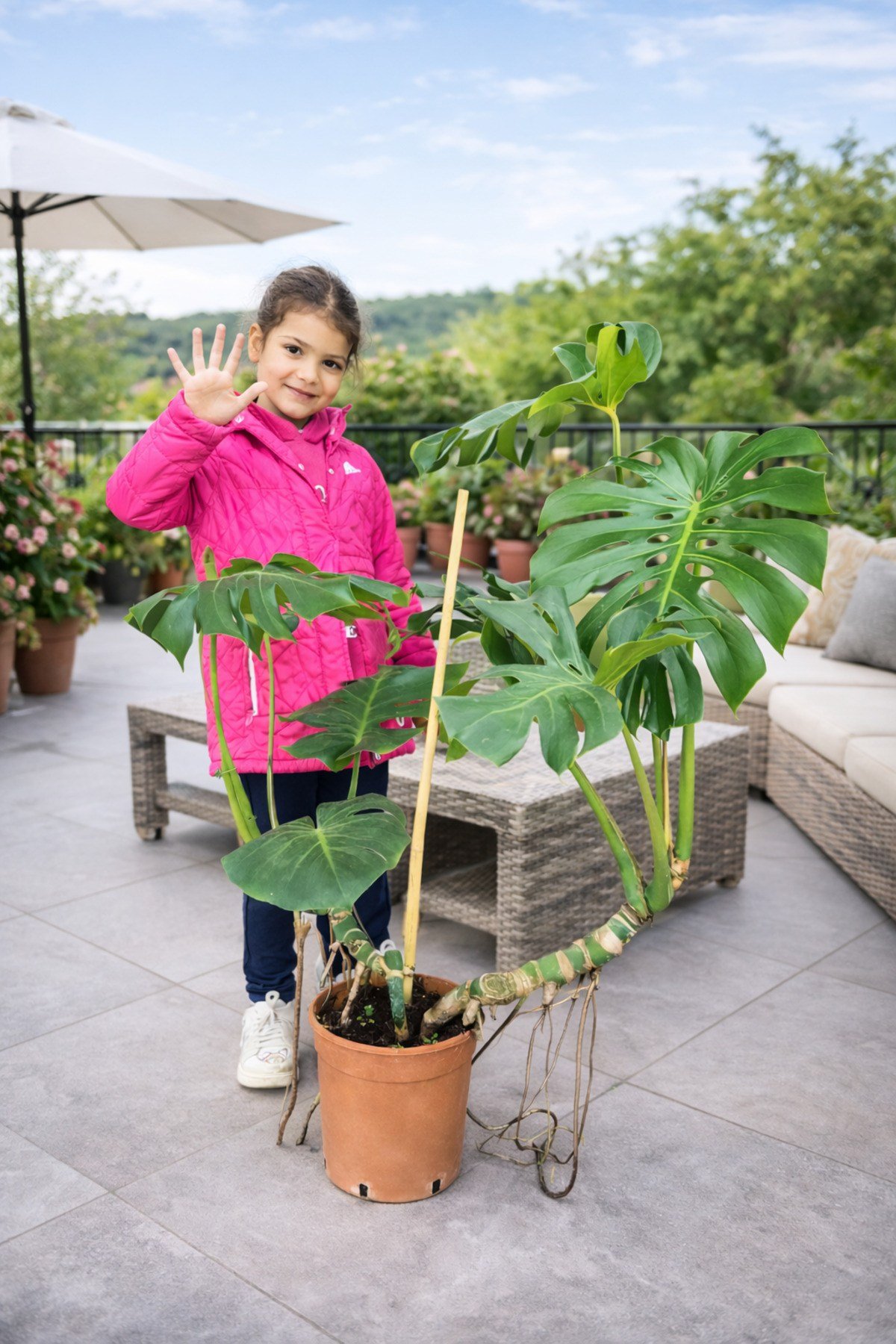 120 150 cm çift dikim çift köklü deve tabanı monstera