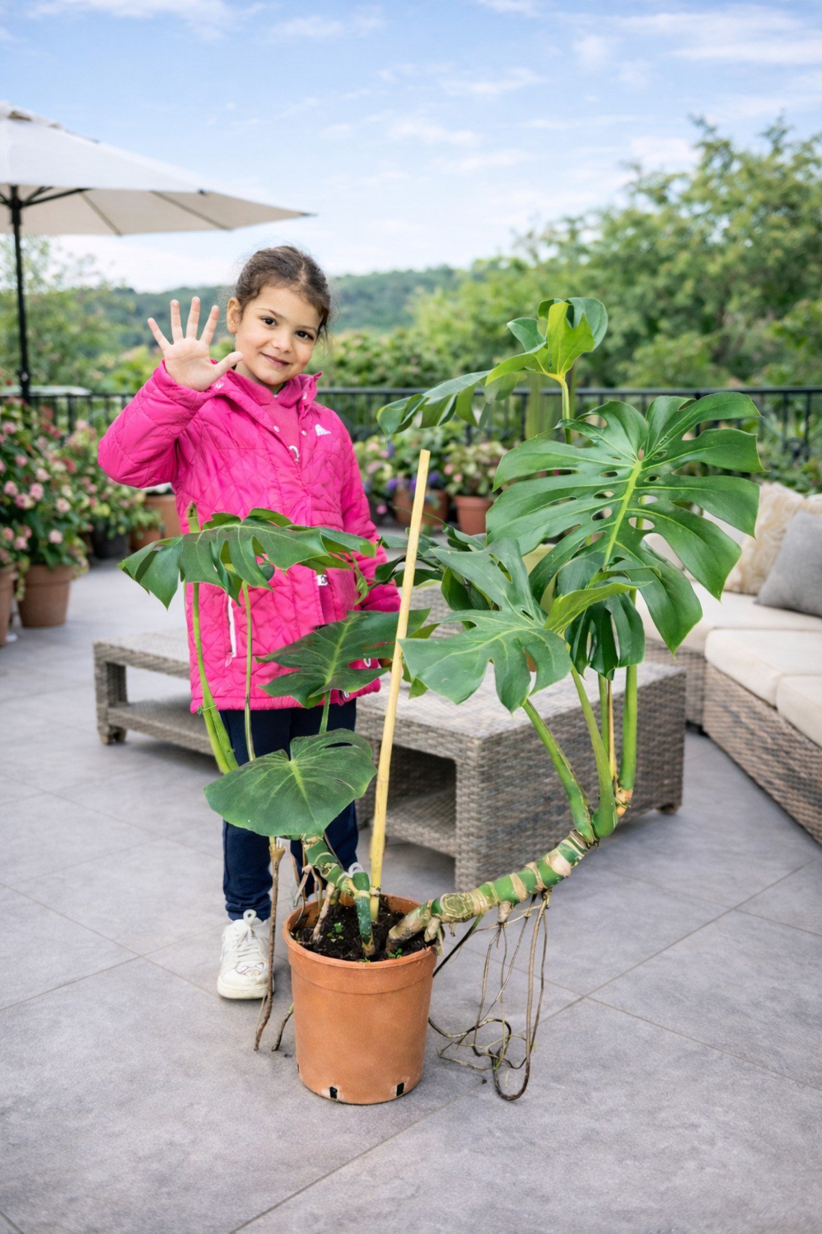 120 150 cm çift dikim çift köklü deve tabanı monstera