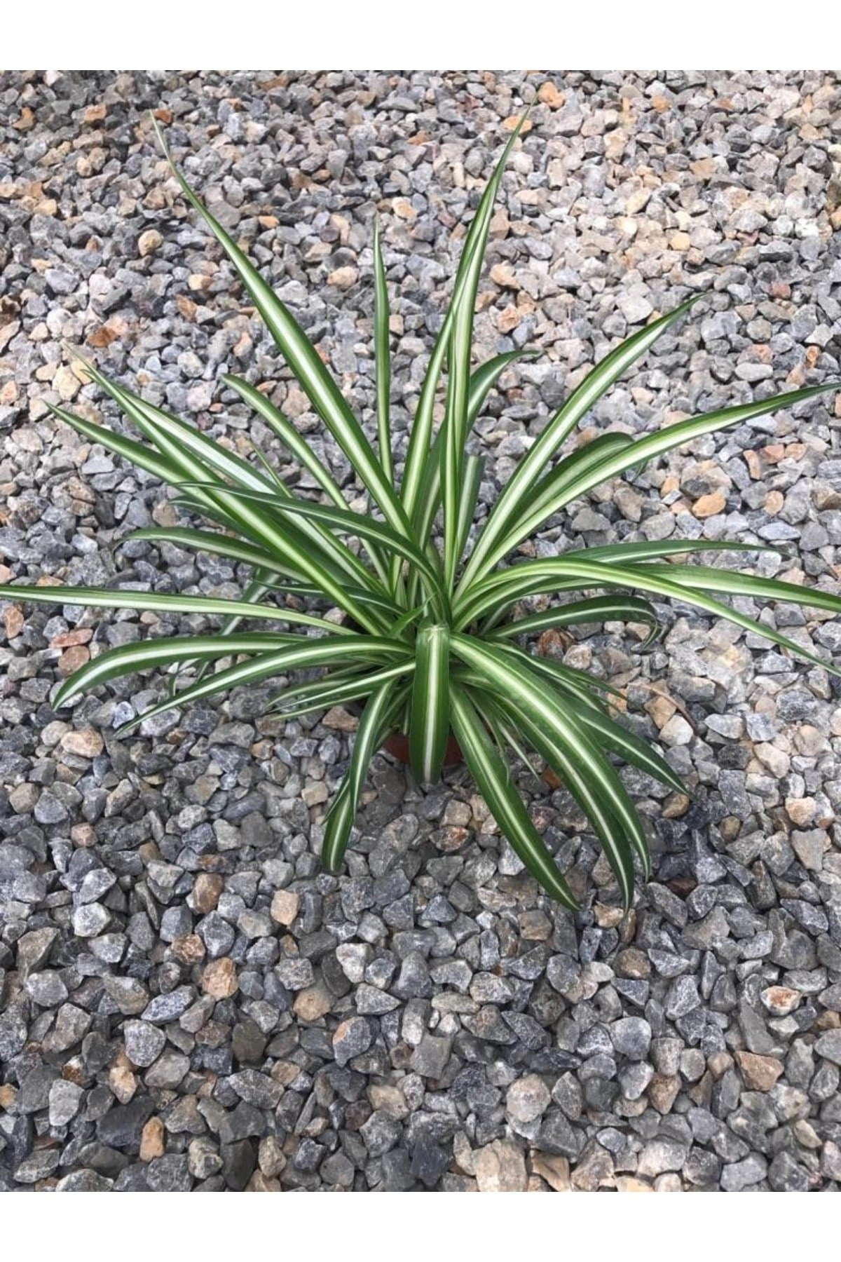 12cm Saksılı Kurdela Canlı Çiçek