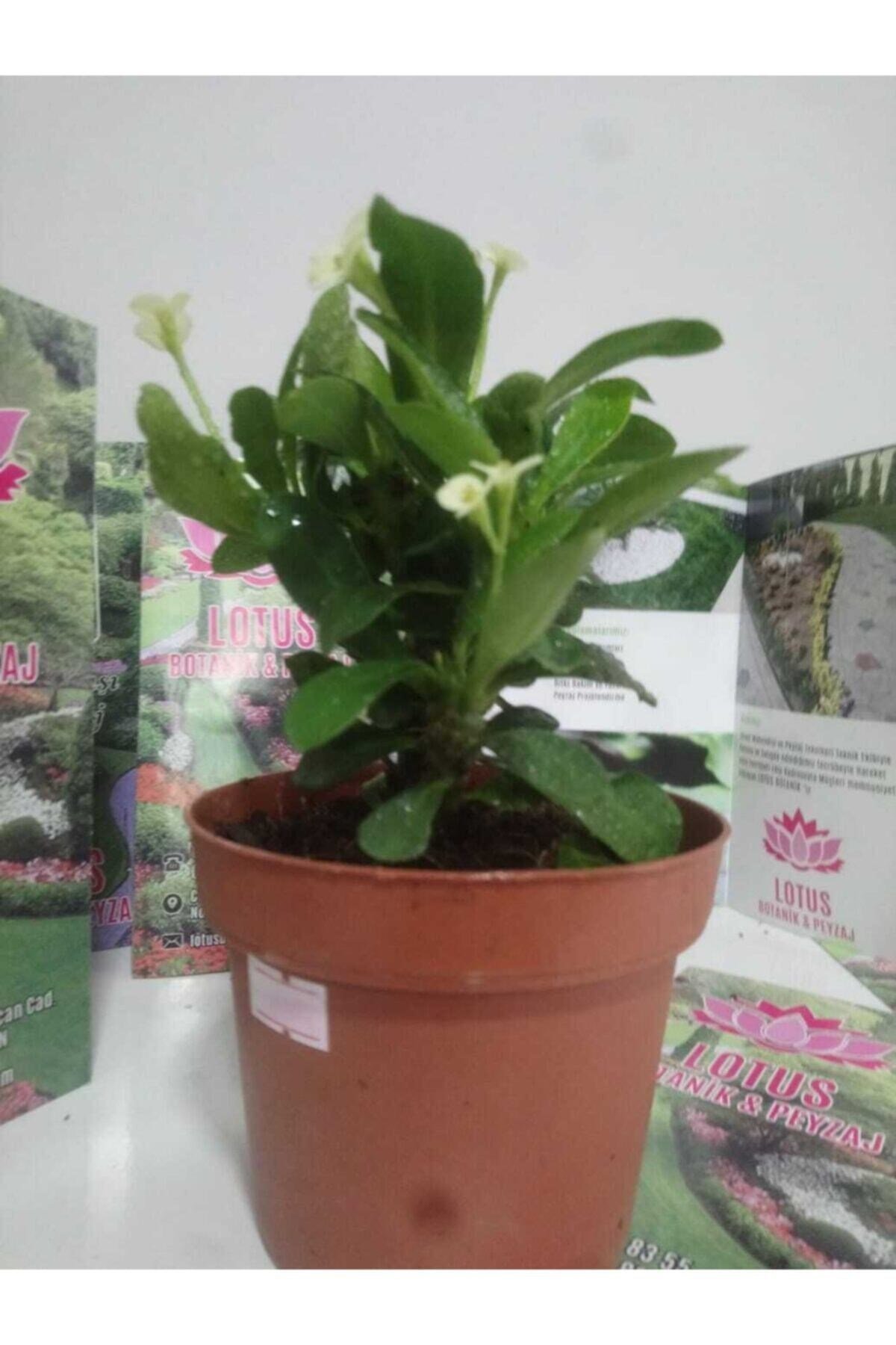 12lik Saksıda Euphorbia Milii Kaktüs Dikenler Tacı Beyaz Renkli