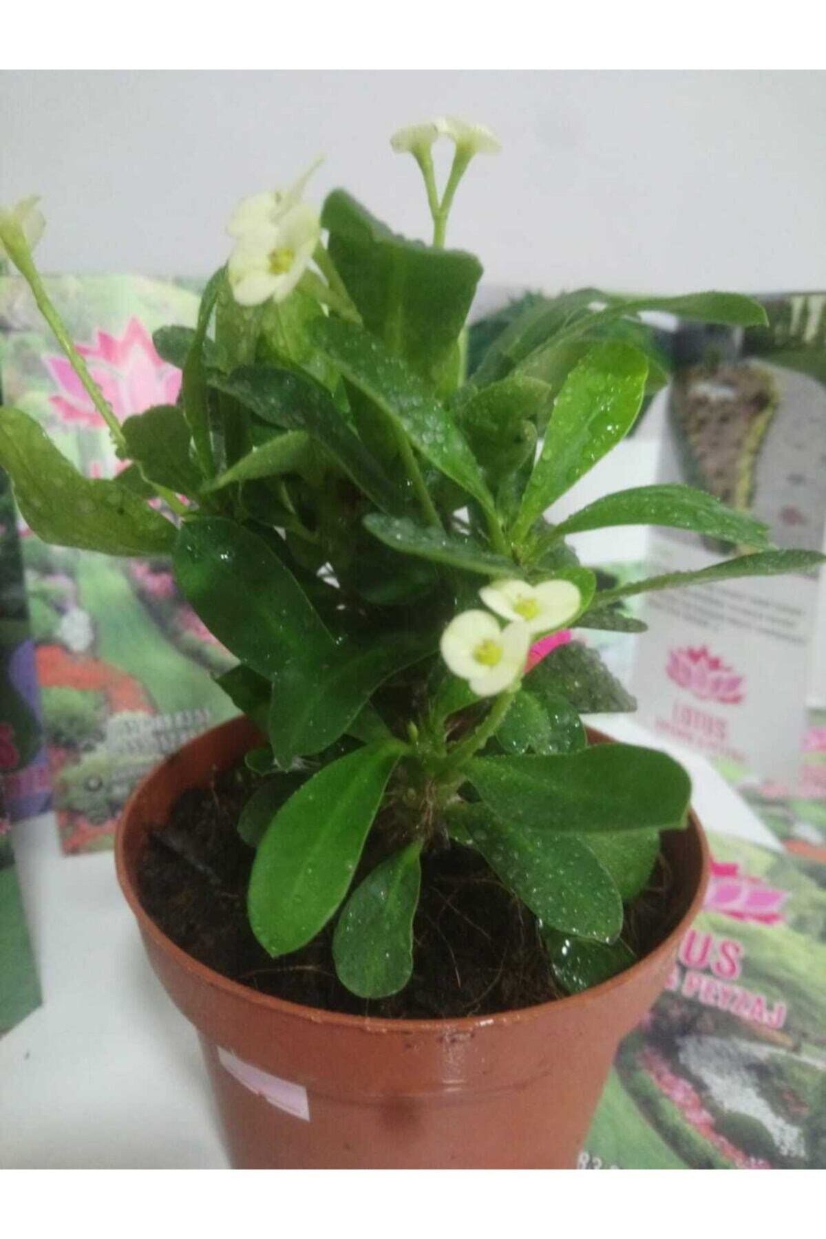 12lik Saksıda Euphorbia Milii Kaktüs Dikenler Tacı Beyaz Renkli