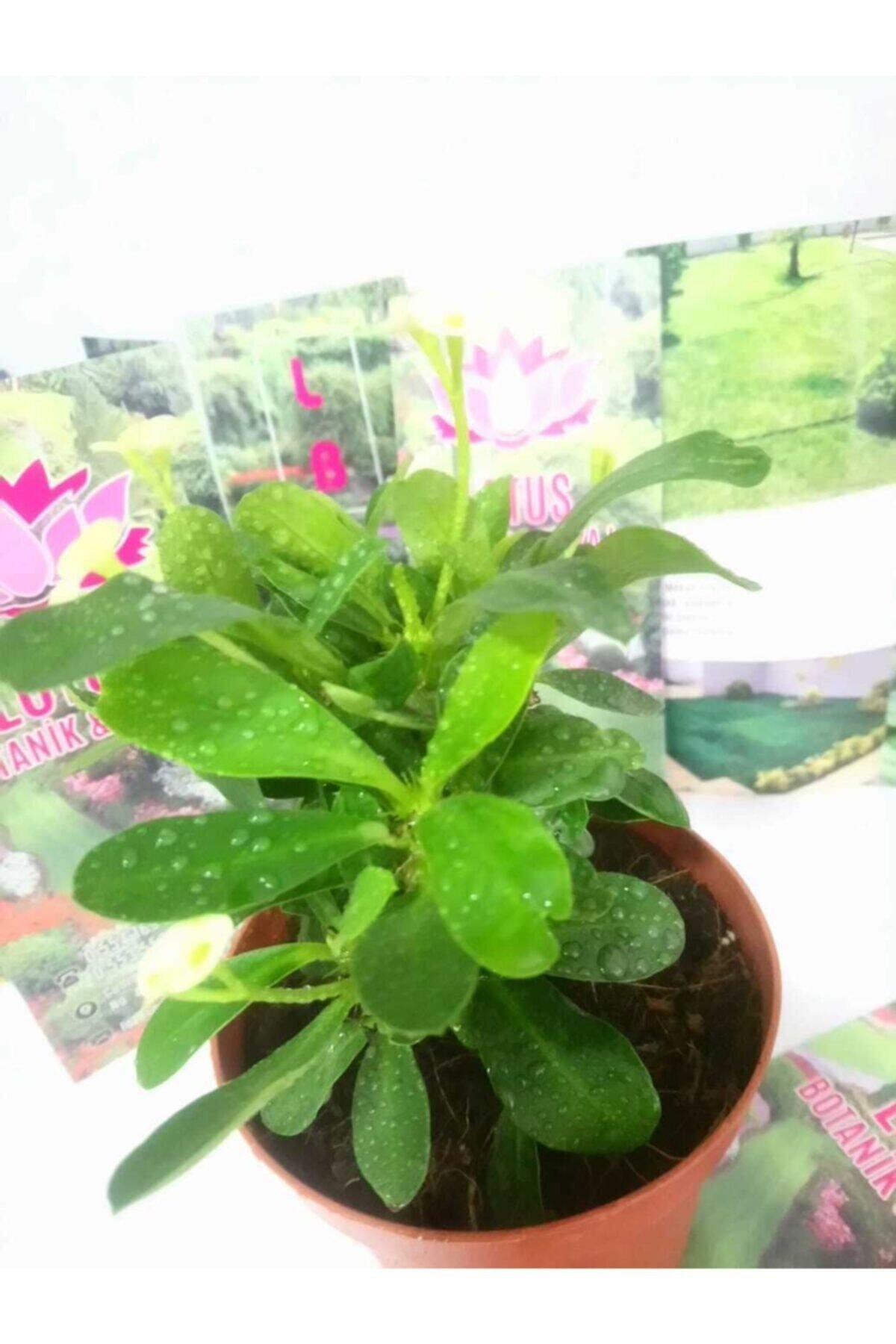 12lik Saksıda Euphorbia Milii Kaktüs Dikenler Tacı Beyaz Renkli