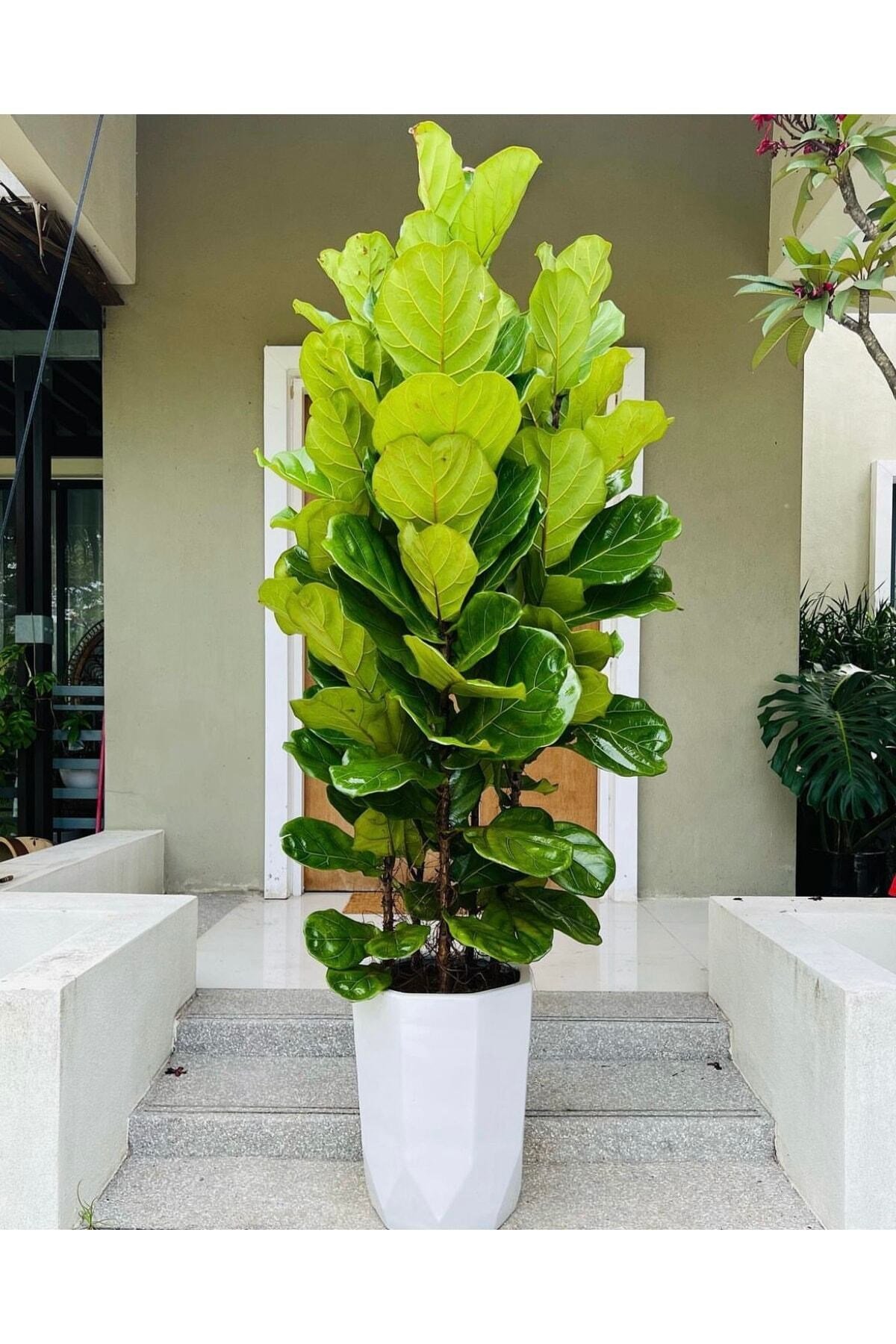 150-160 Cm Üç Köklü Lyrata