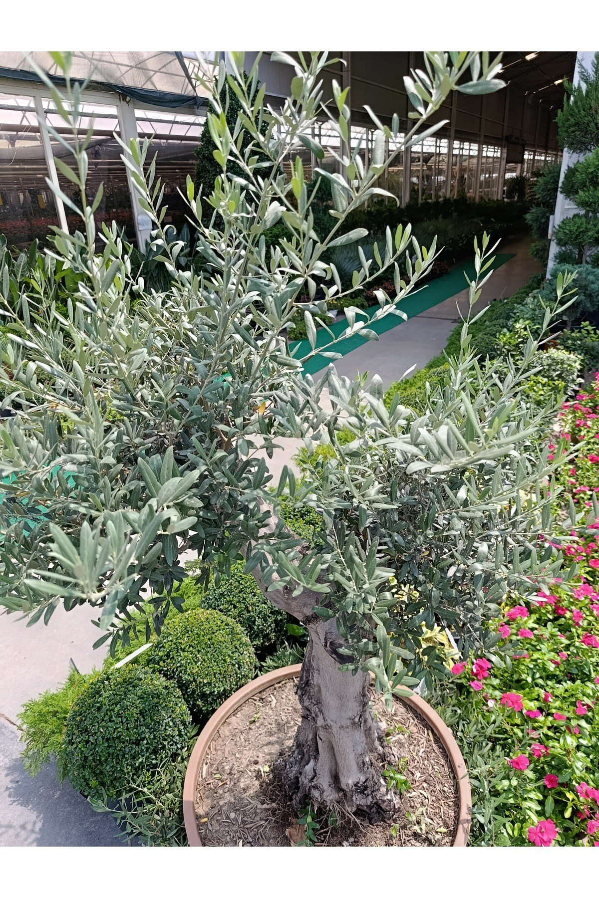 150 Yaş Zeytin Ağacı
