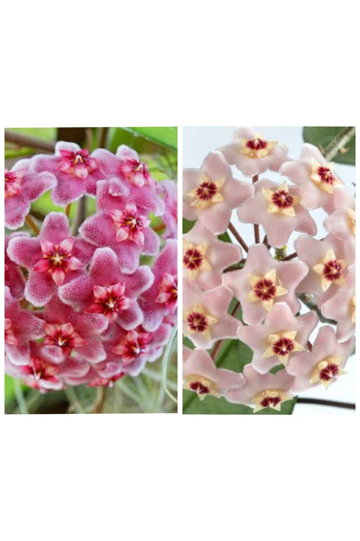 2 Adet Pembe Ve Beyaz Açan Mis Kokulu Mum Çiçegi Fidanı