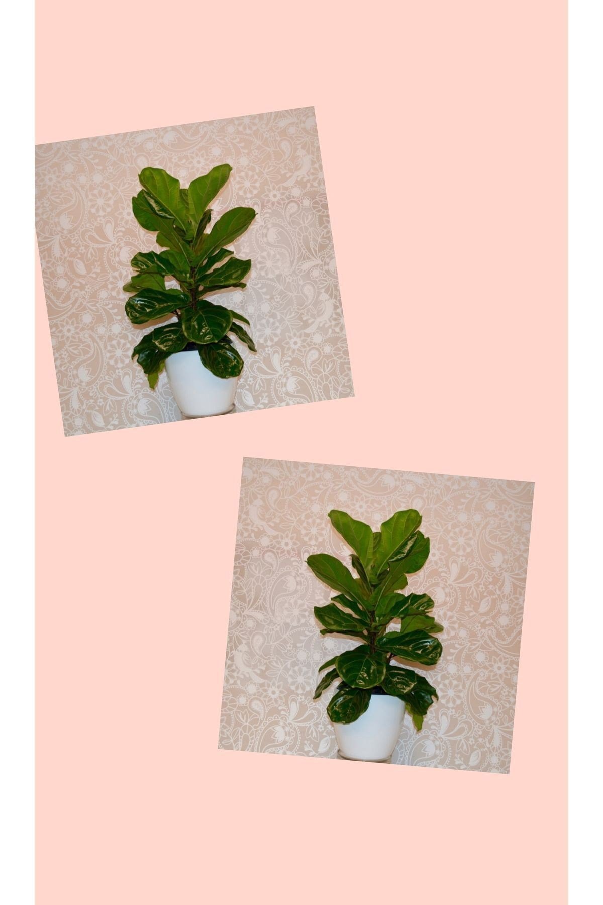 2 Dekoratif saksıda 2 keman yapraklı Kauçuk ficus lyrata 80-100 cm