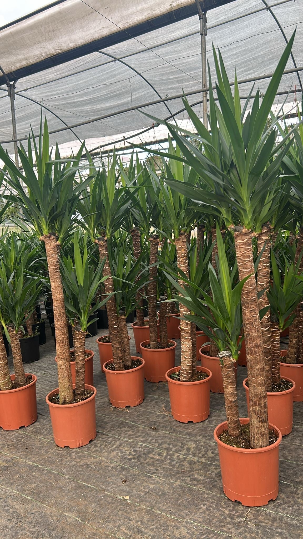 2 Köklü Dev Yuca Salon Bitkisi 140-160CM + Afra Para ve Aşkın Gözyaşı HEDİYE!