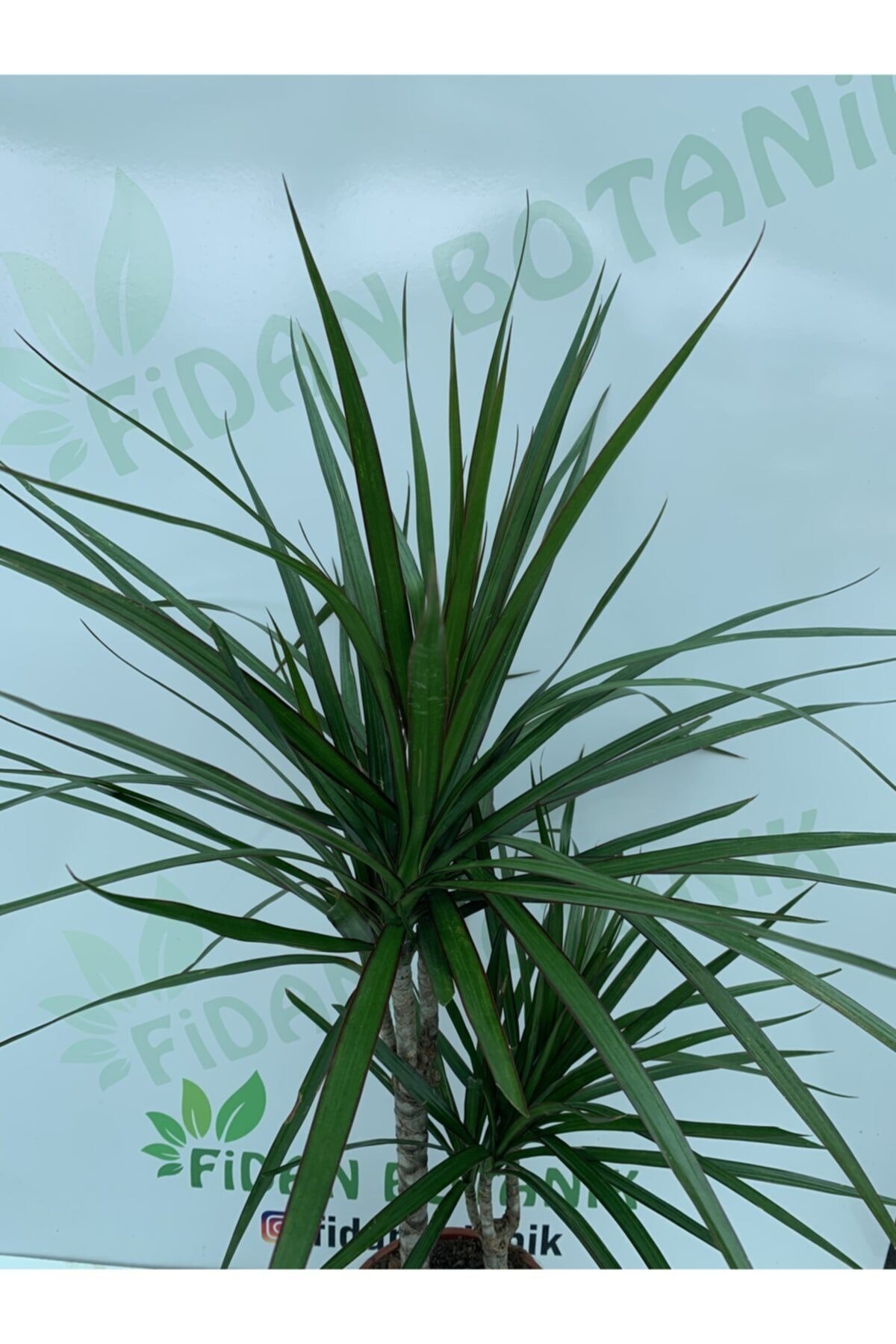 2’li Marginata