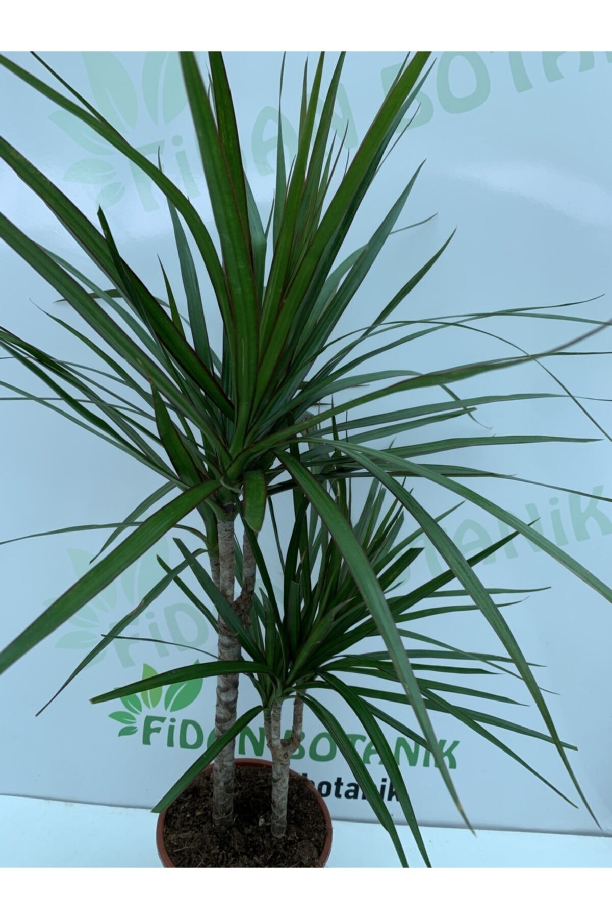2’li Marginata