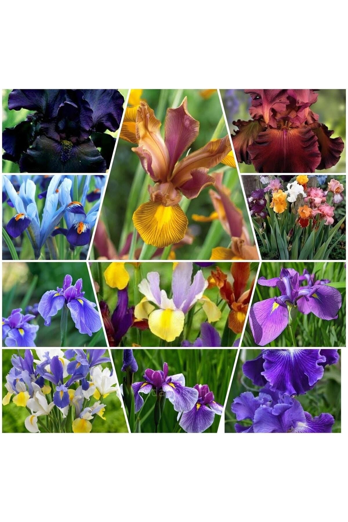 20 Adet Iris Süsen Soğanı 20-40 Cm Sürgün Vermiş