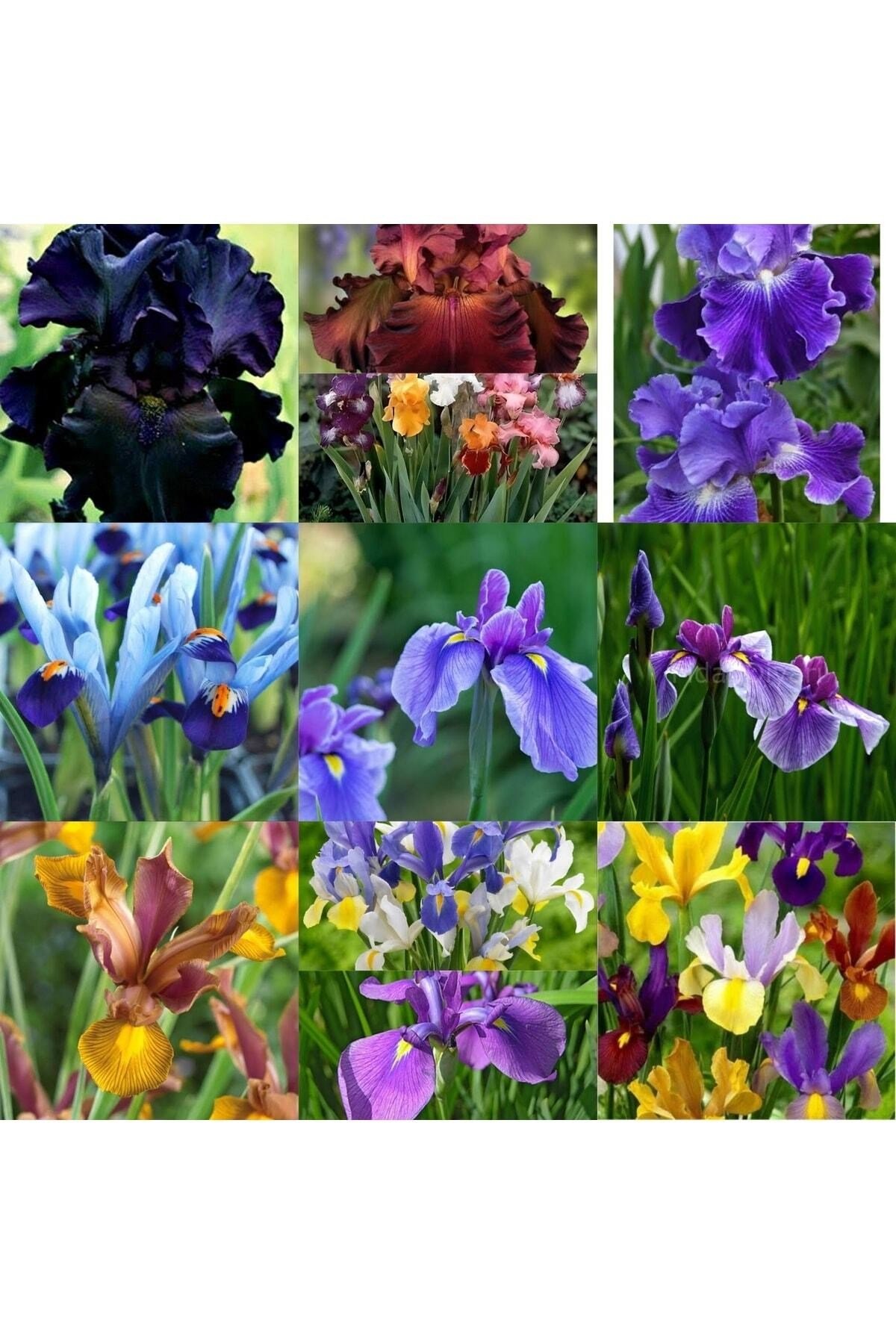 20 Adet Iris Süsen Soğanı 20-40 Cm Sürgün Vermiş