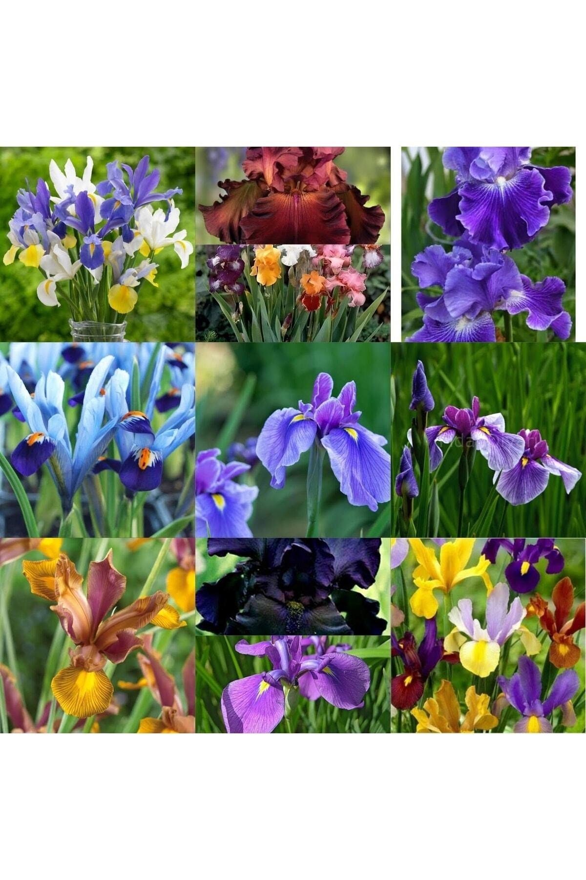 20 Adet Iris Süsen Soğanı 20-40 Cm Sürgün Vermiş