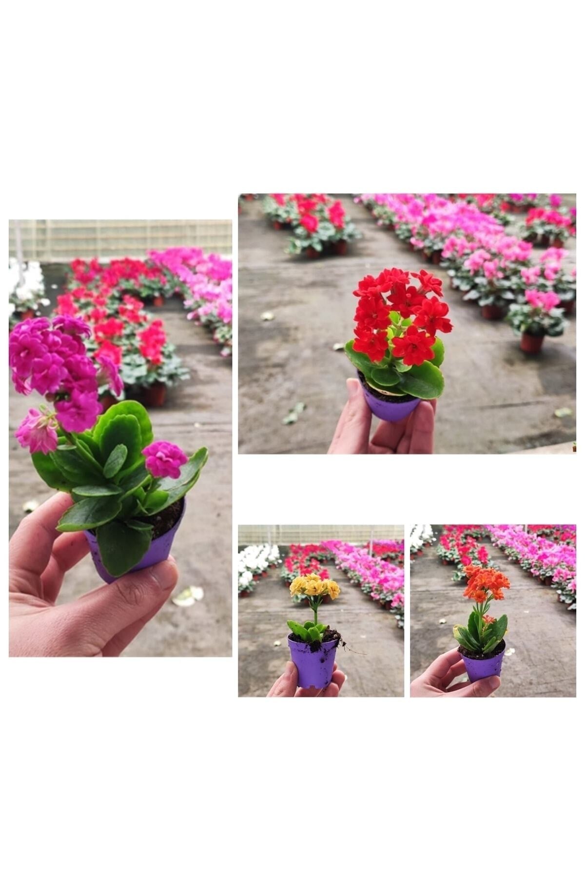 25 Adet Karışık Renklerde Kalanşo Fidöesi Kalanchoe