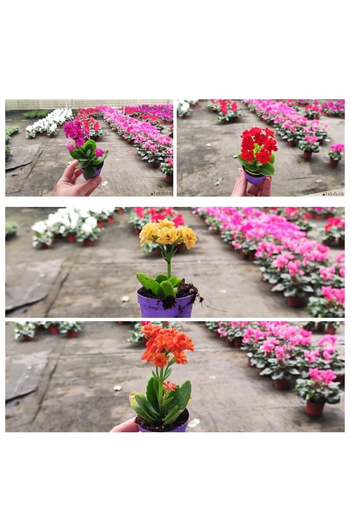 25 Adet Karışık Renklerde Kalanşo Fidöesi Kalanchoe